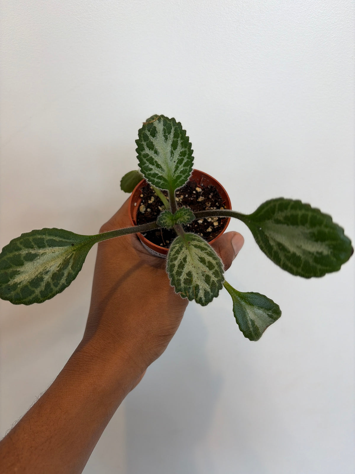 Primulina Loki