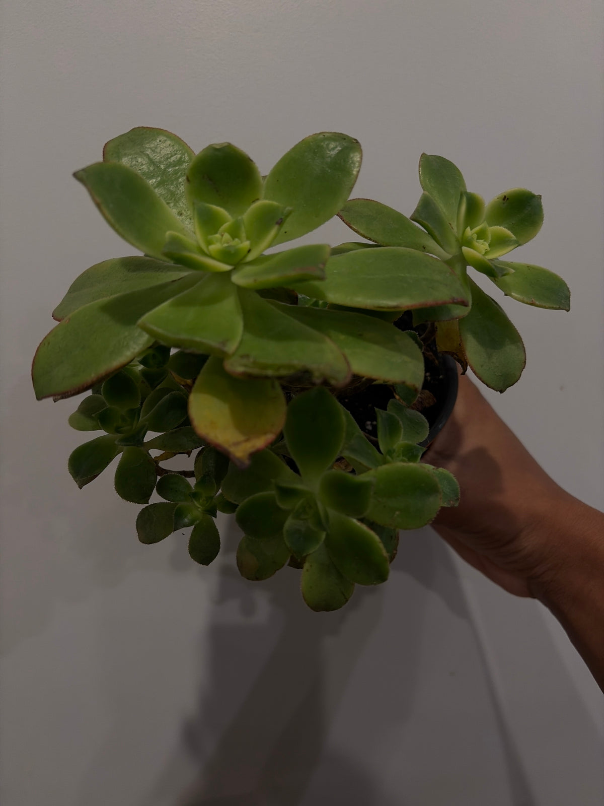 Aeonium arboreum Kiwi