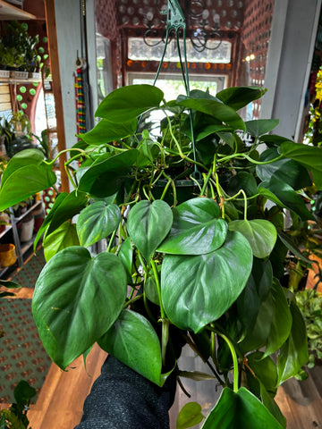 Heart leaf philodendron, Hederaceum