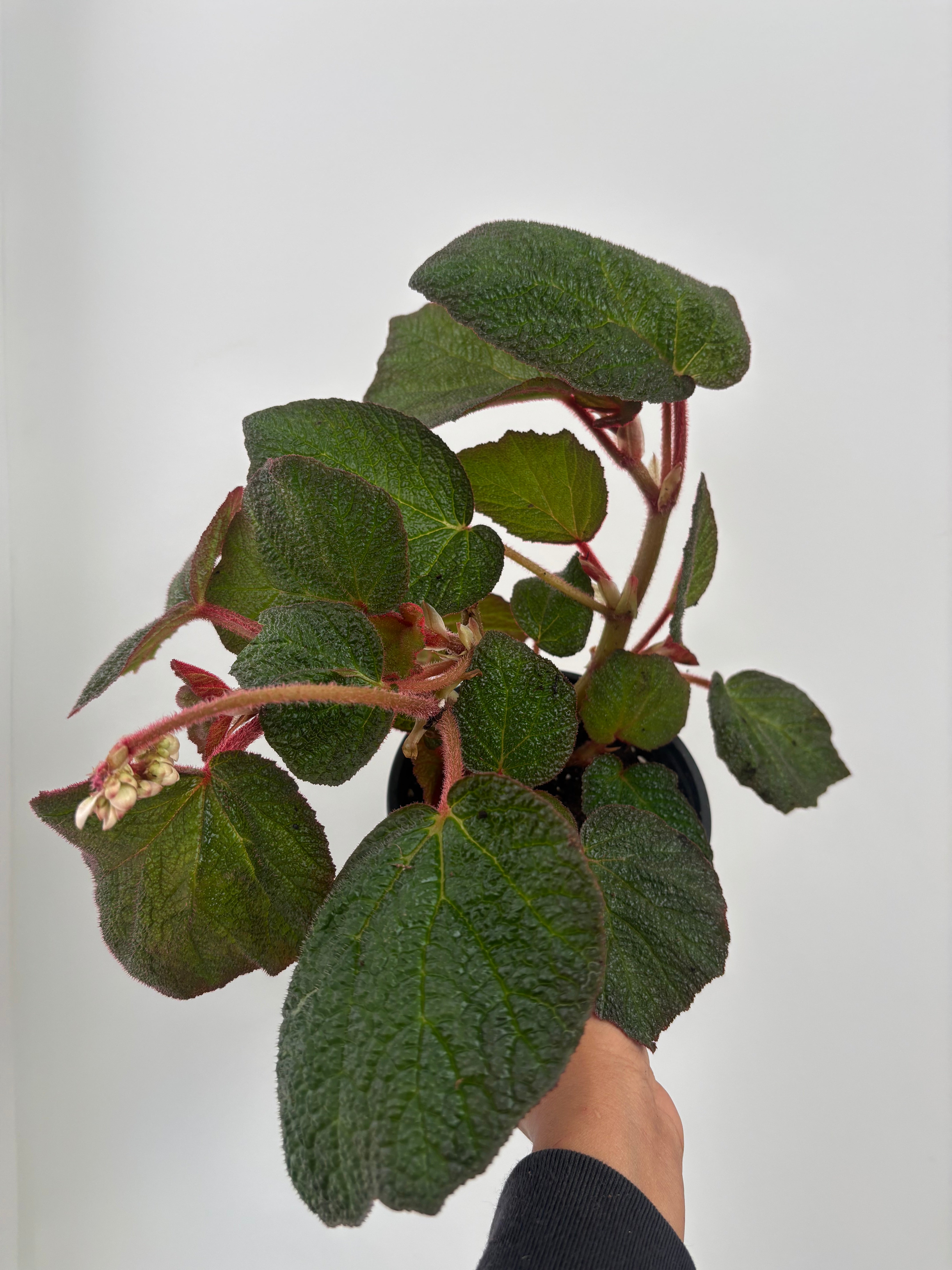 Morocco Angel Wing Begonia
