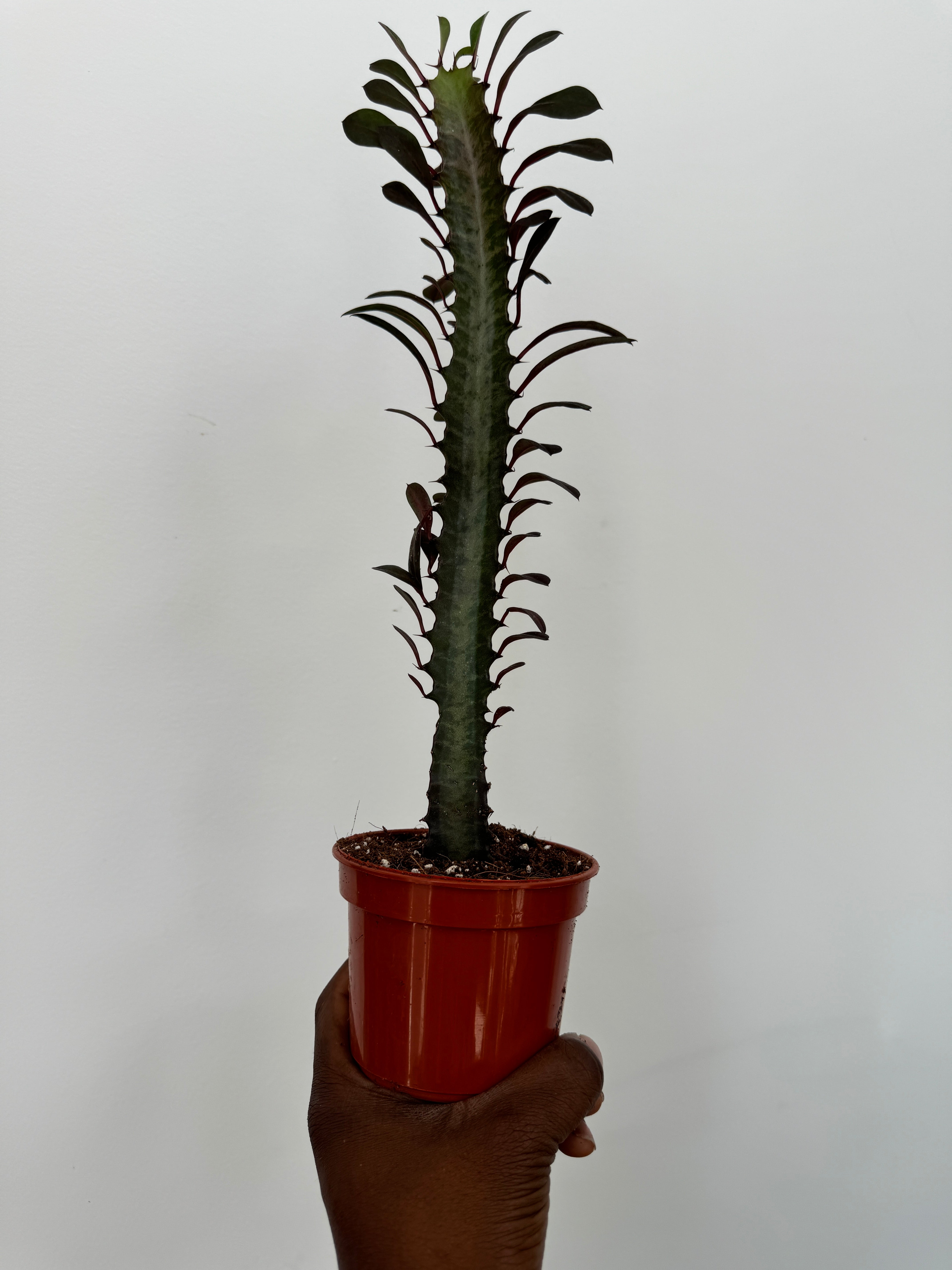 Euphorbia trigona rubra, African Milk Cactus