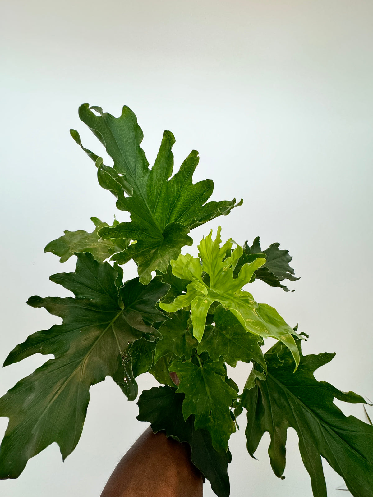 Philodendron Hope Selloum