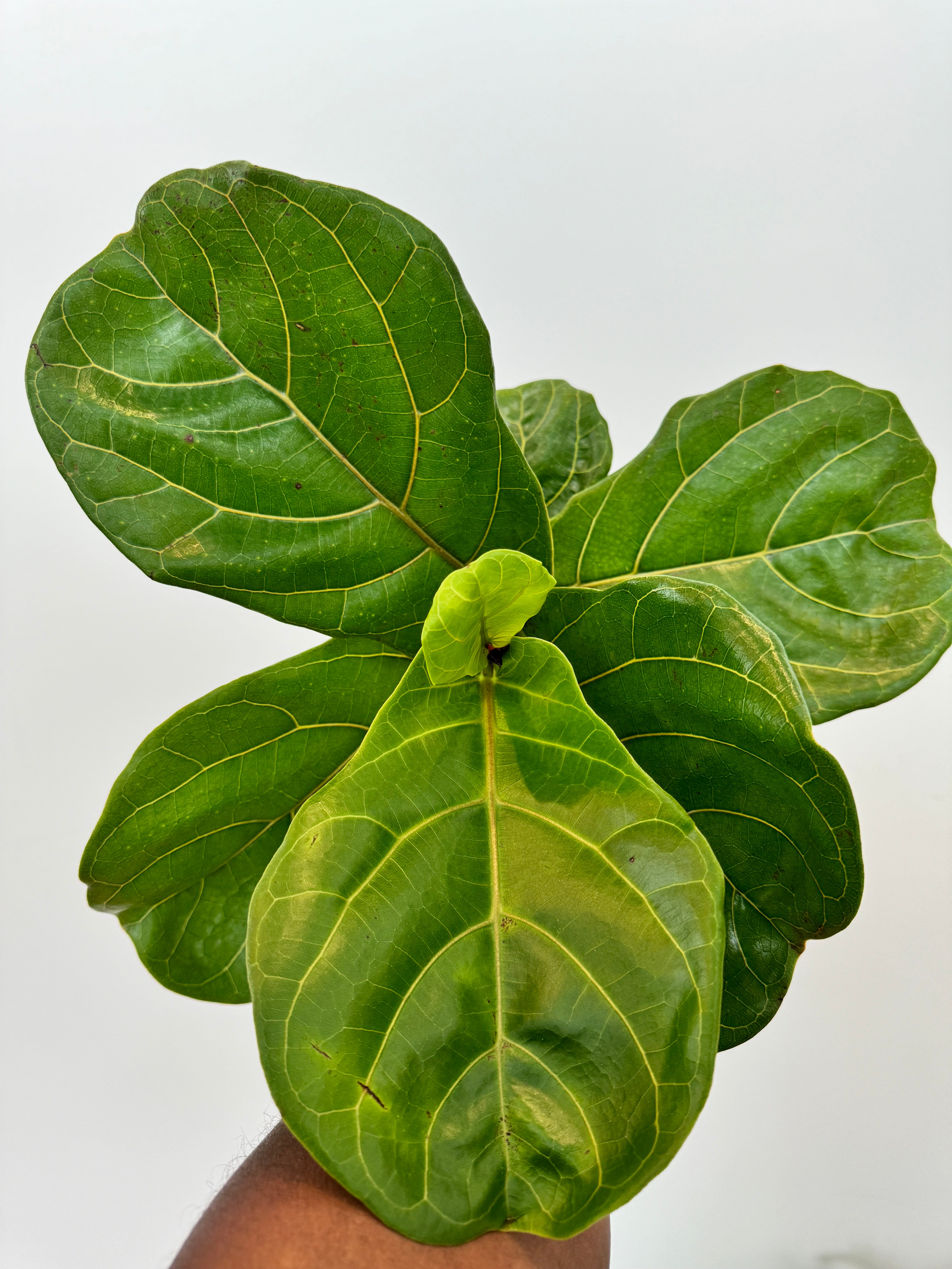 Ficus Lyrata Fiddle Leaf Fig