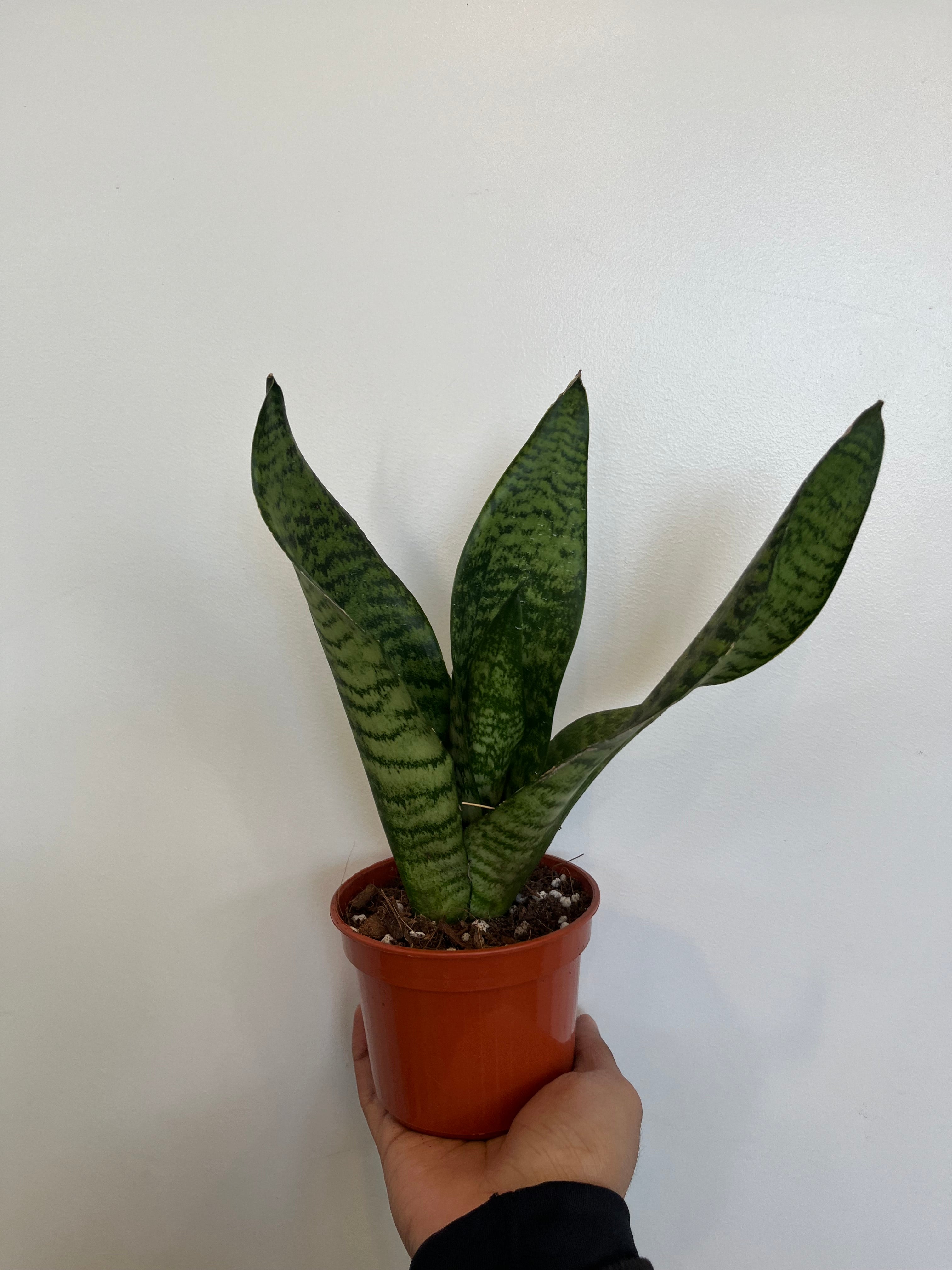 Sansevieria Futura Robusta