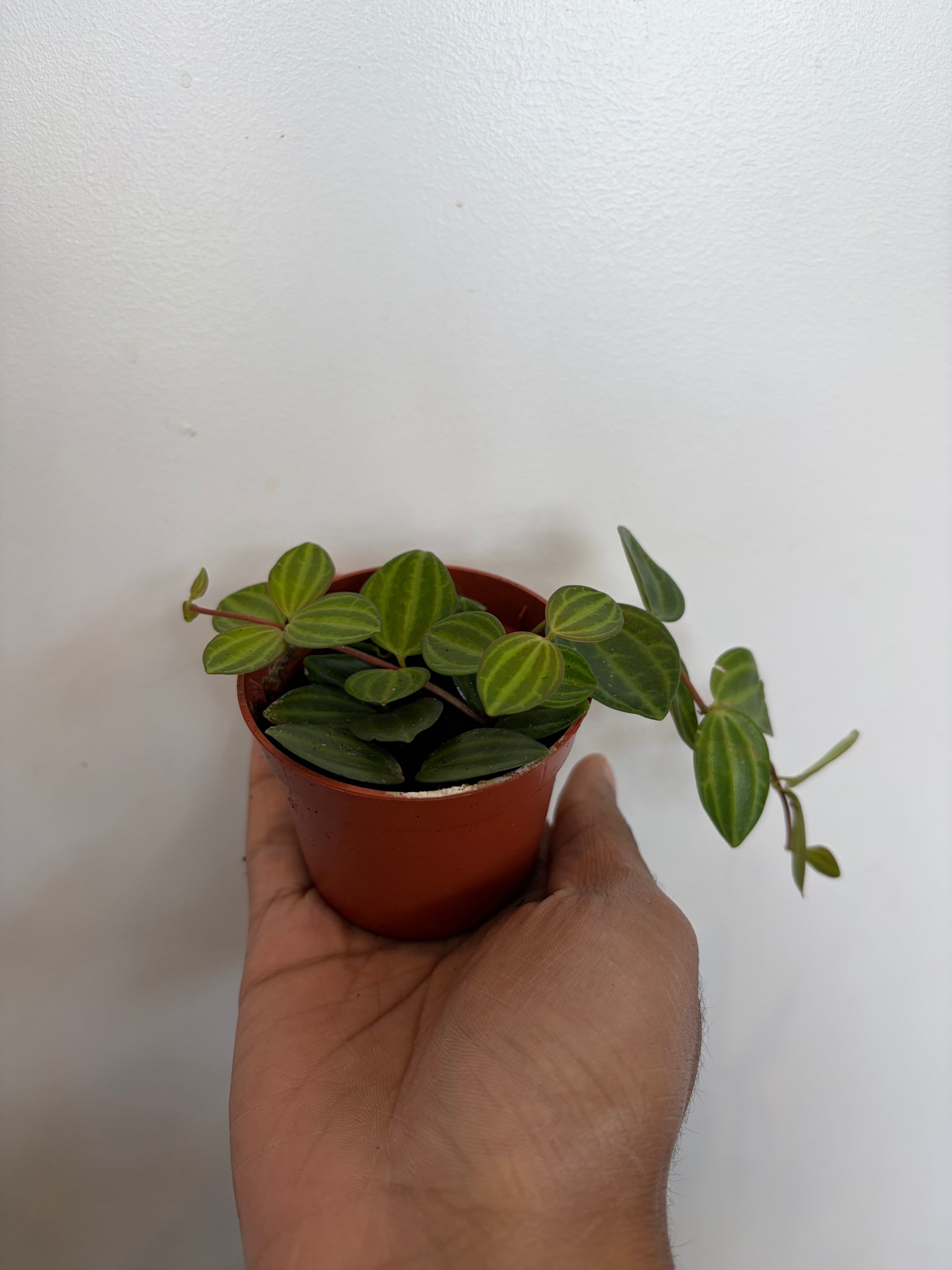 Peperomia Angulata Beetle