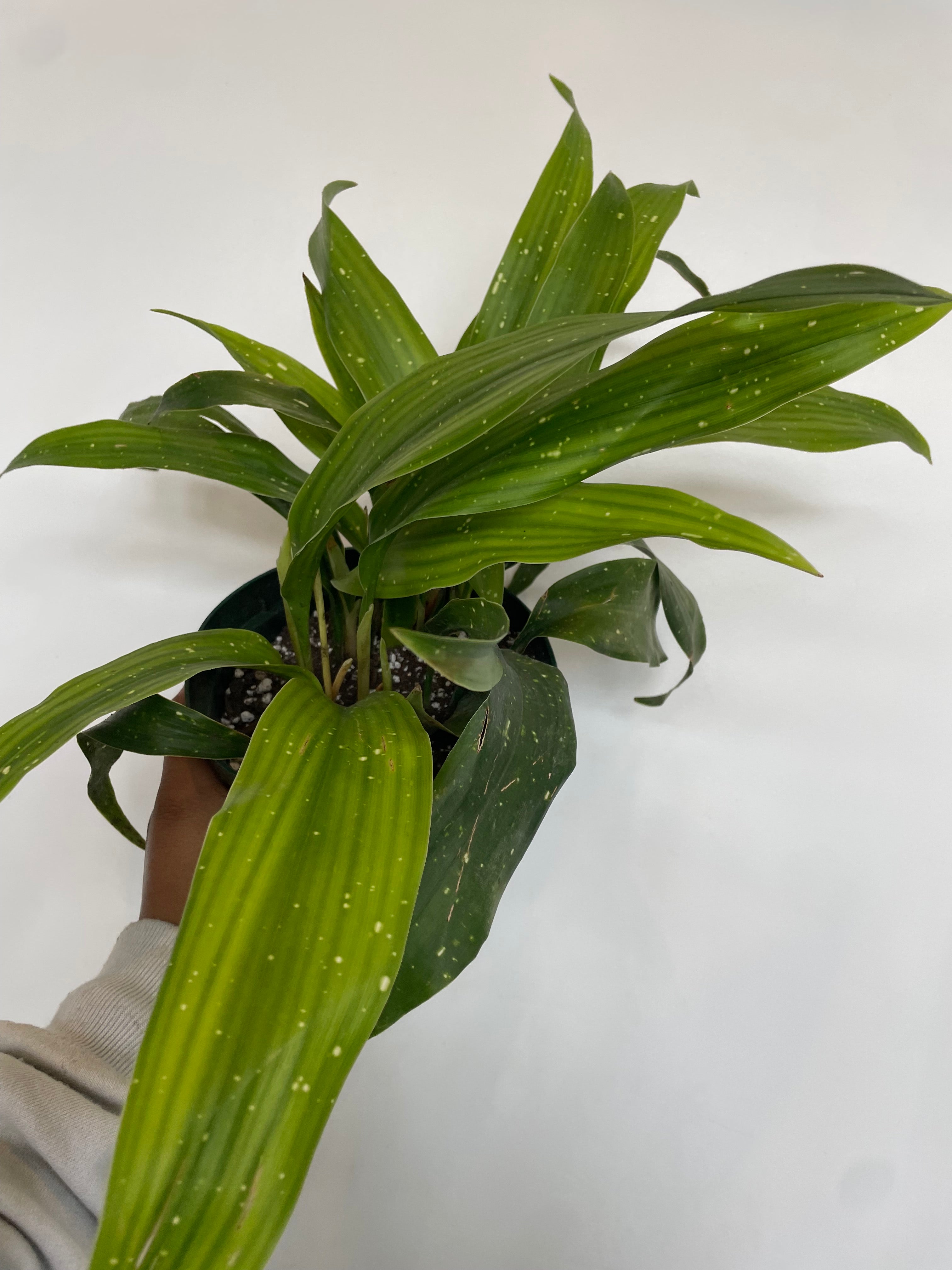 Aspidistra elatior, Milky Way Cast Iron