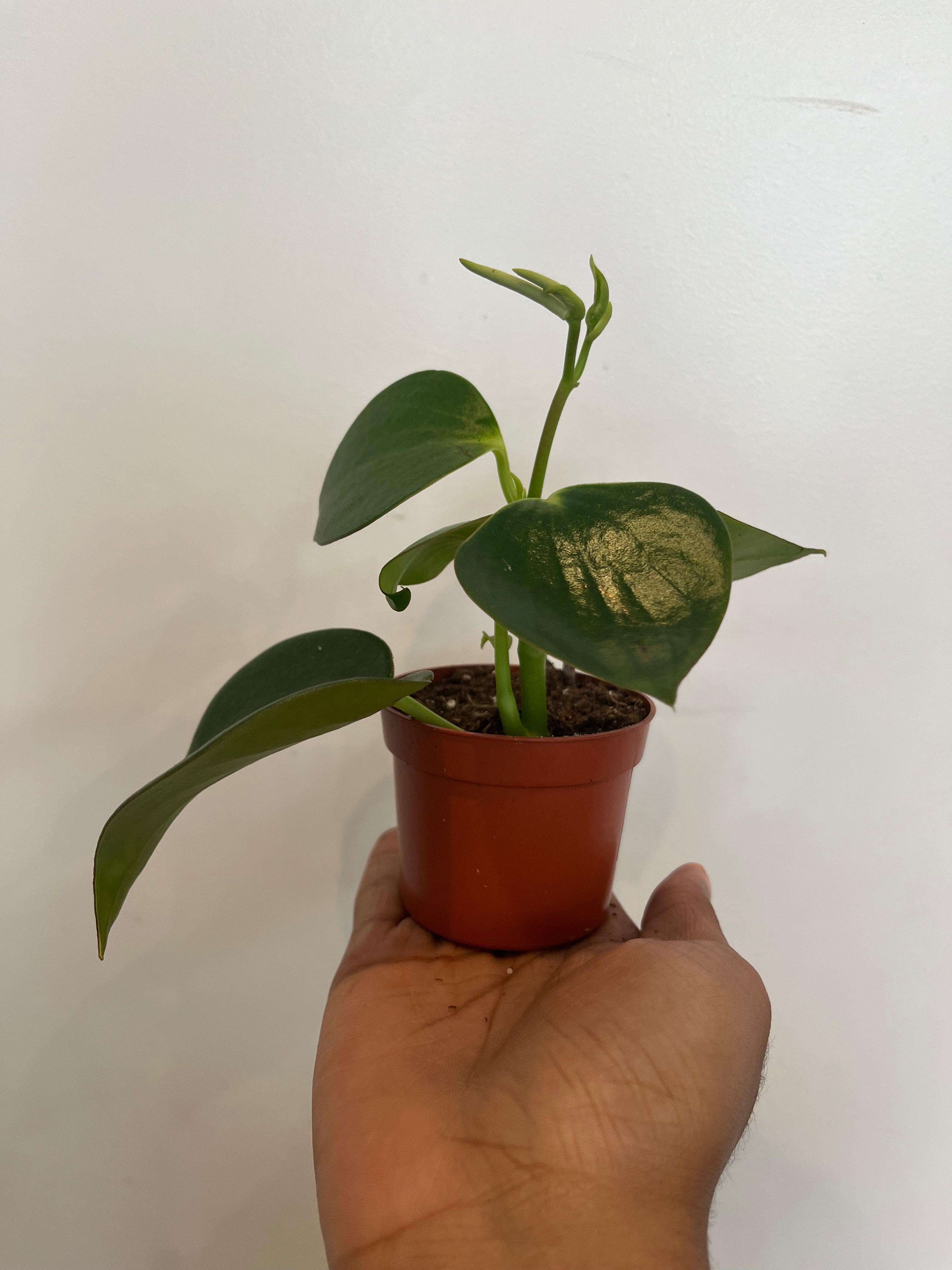 Raindrop Peperomia