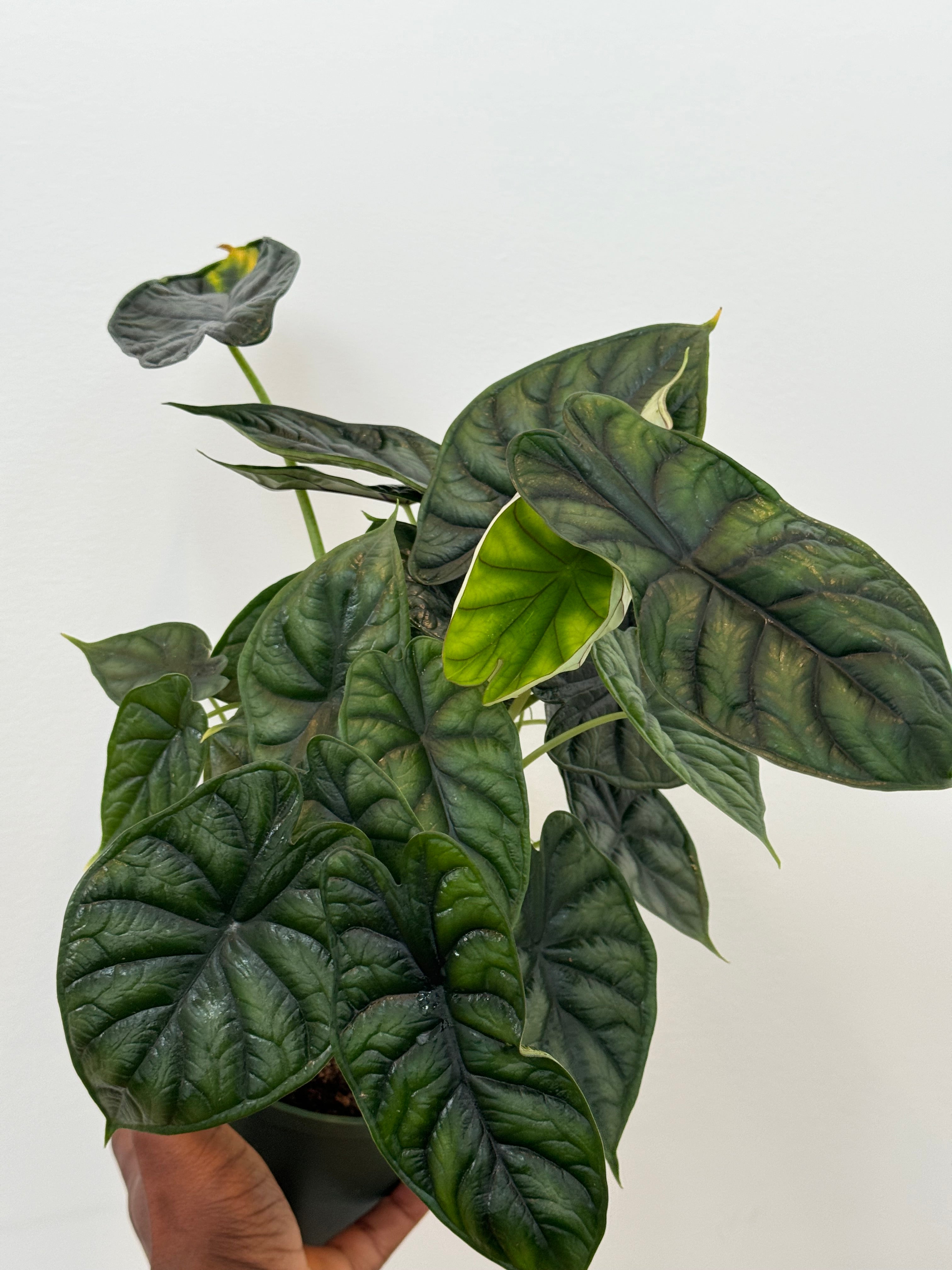 Alocasia Sinuata Quilted Green