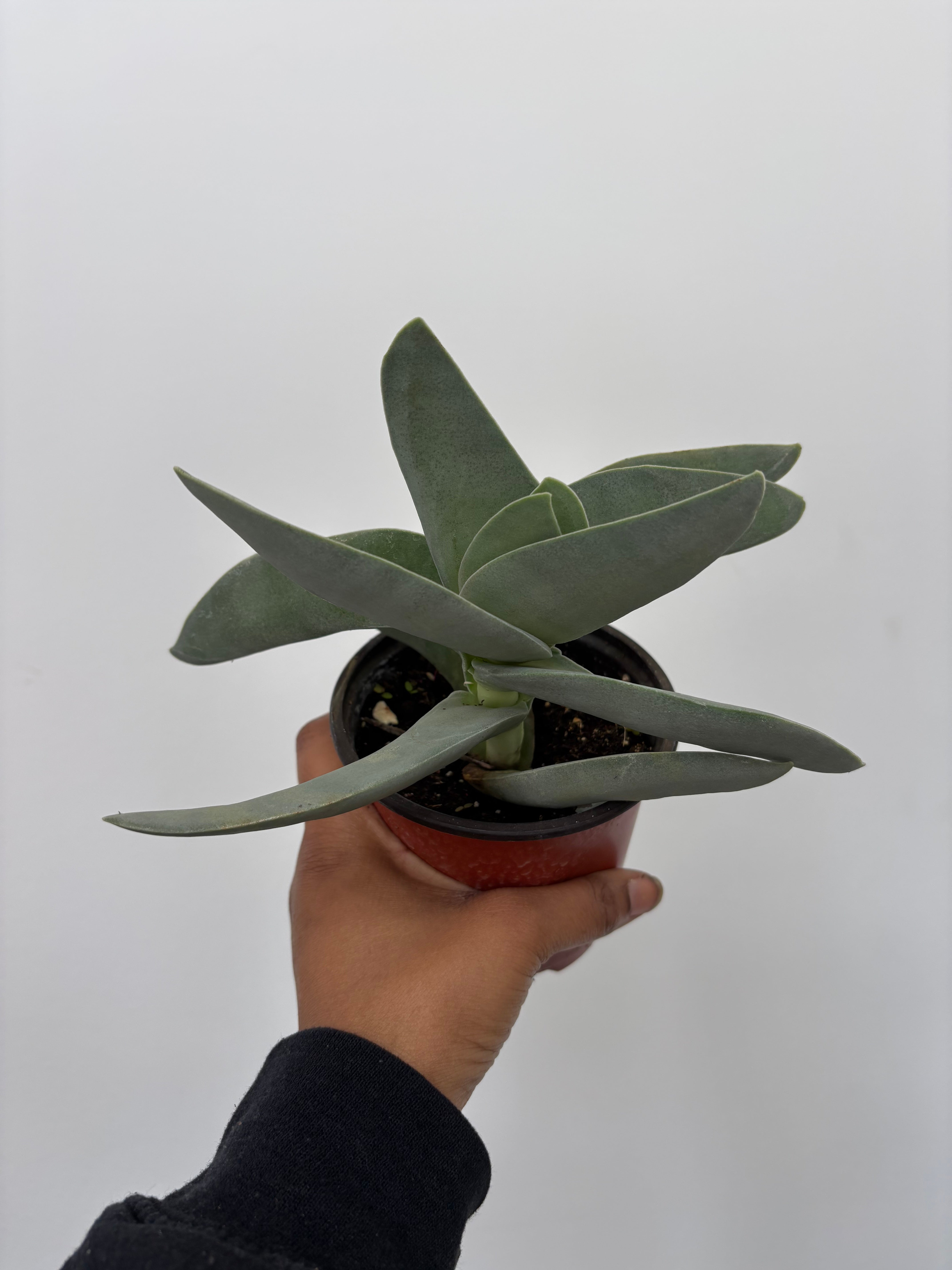 Crassula falcata , Propeller Plant