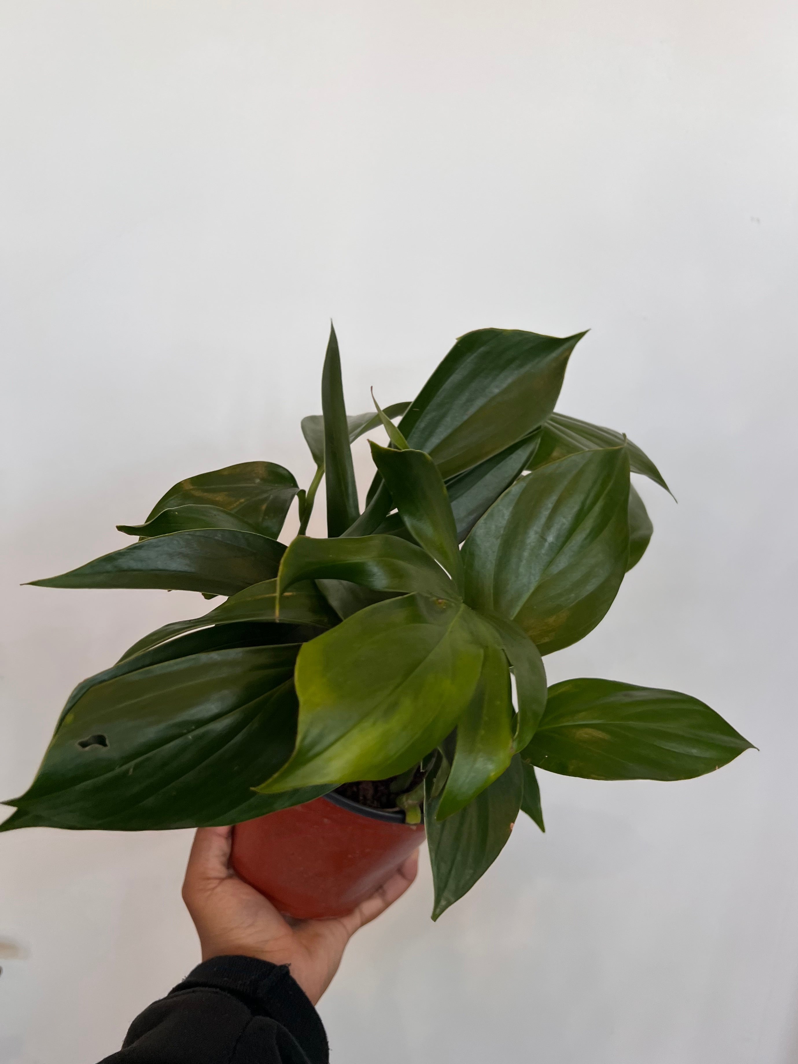 Dragon tail, Rhaphidophora Decursiva