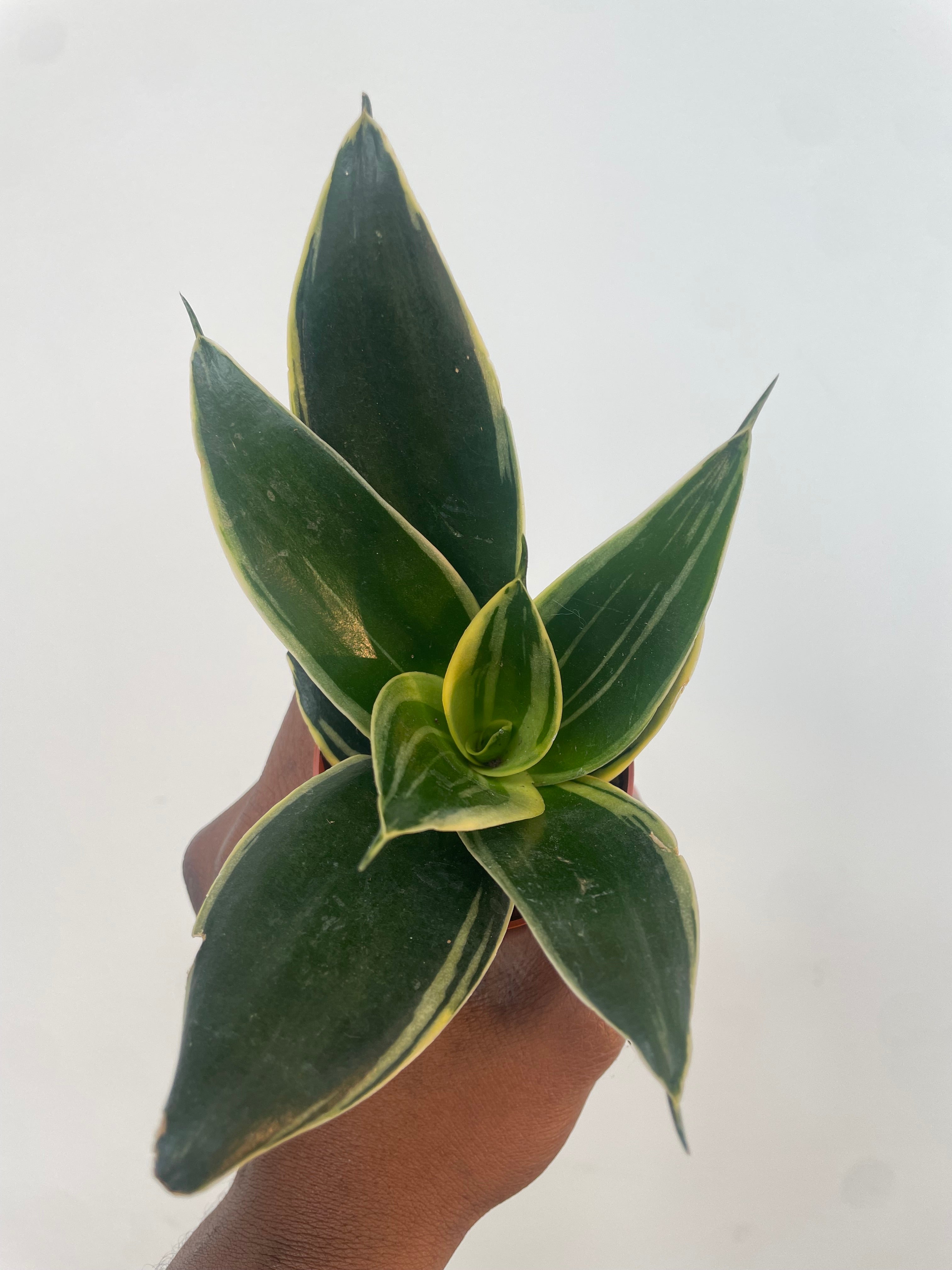 Sansevieria Bird Nest