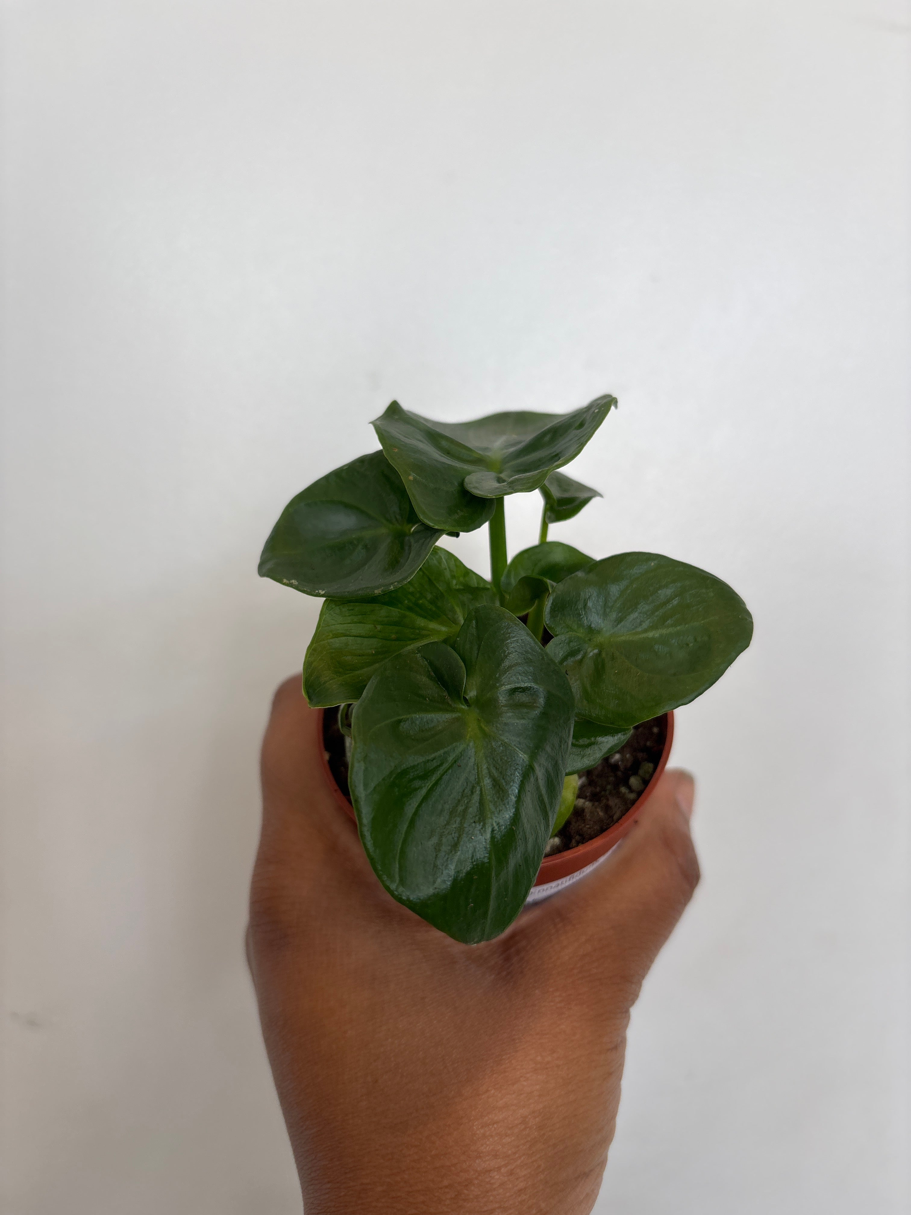 Philodendron bipinnatifidum, Atom