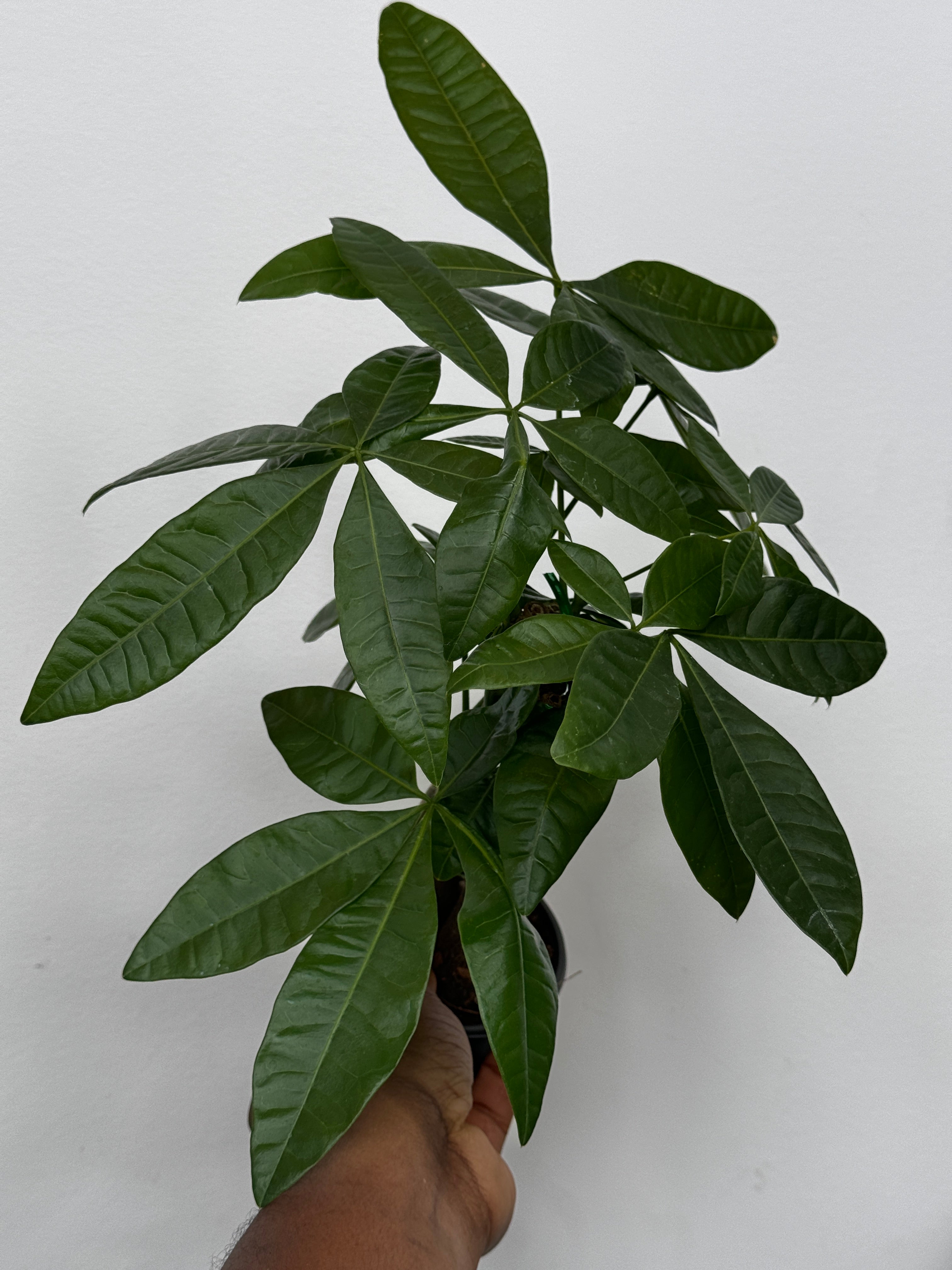 Money Tree Pachira aquatica Braid
