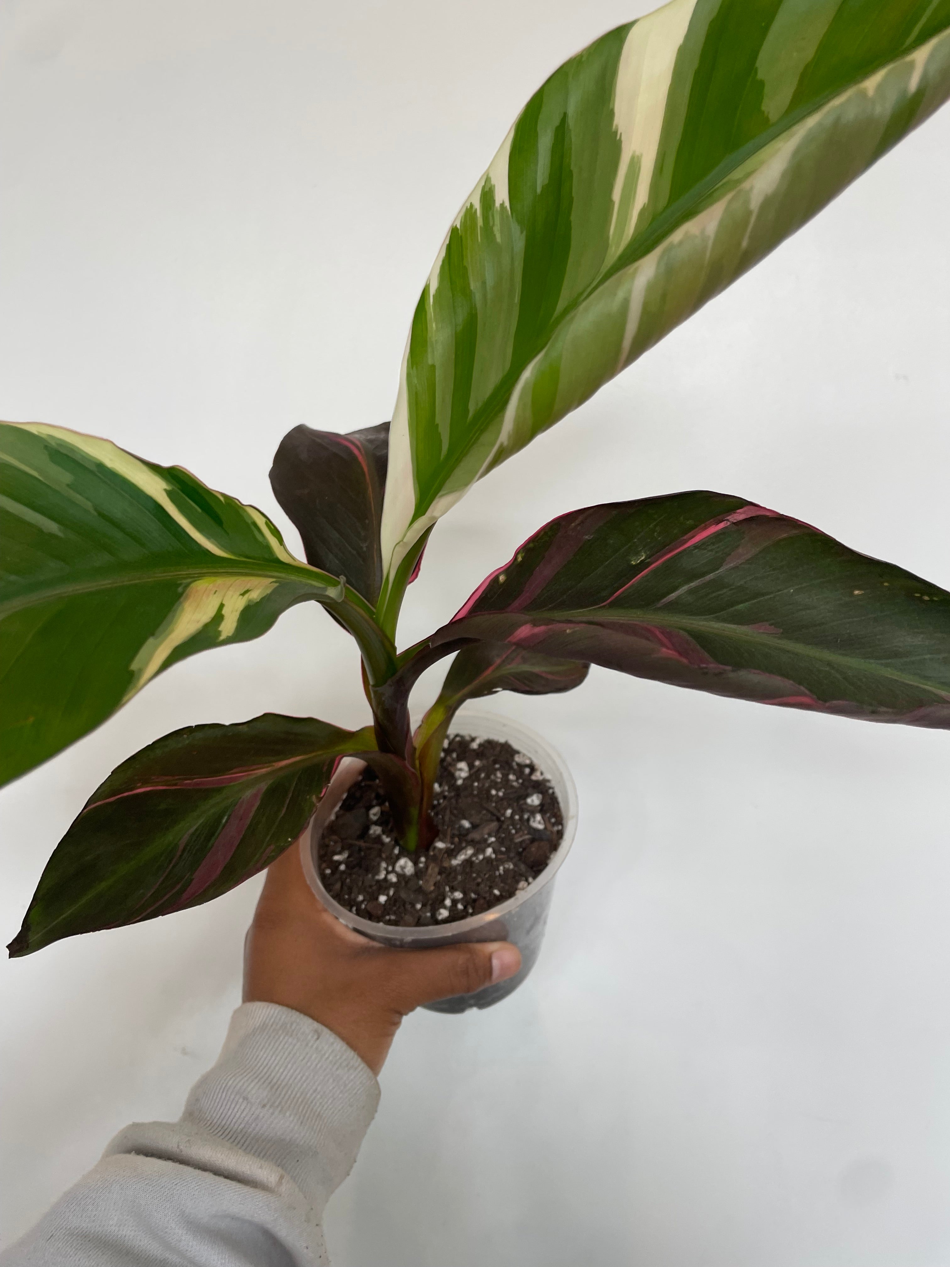 Musa "nono" Pink