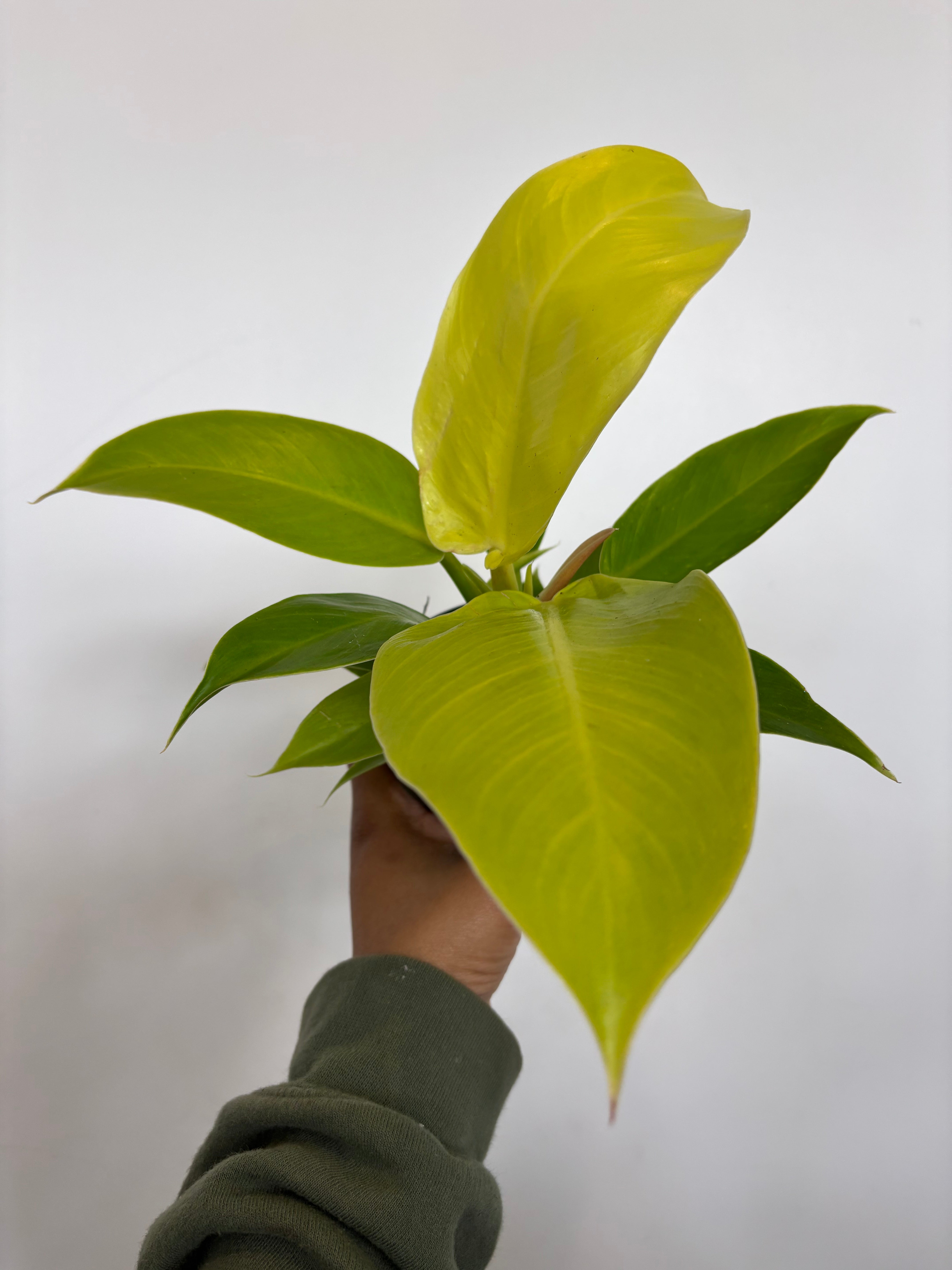 Philodendron Moonlight