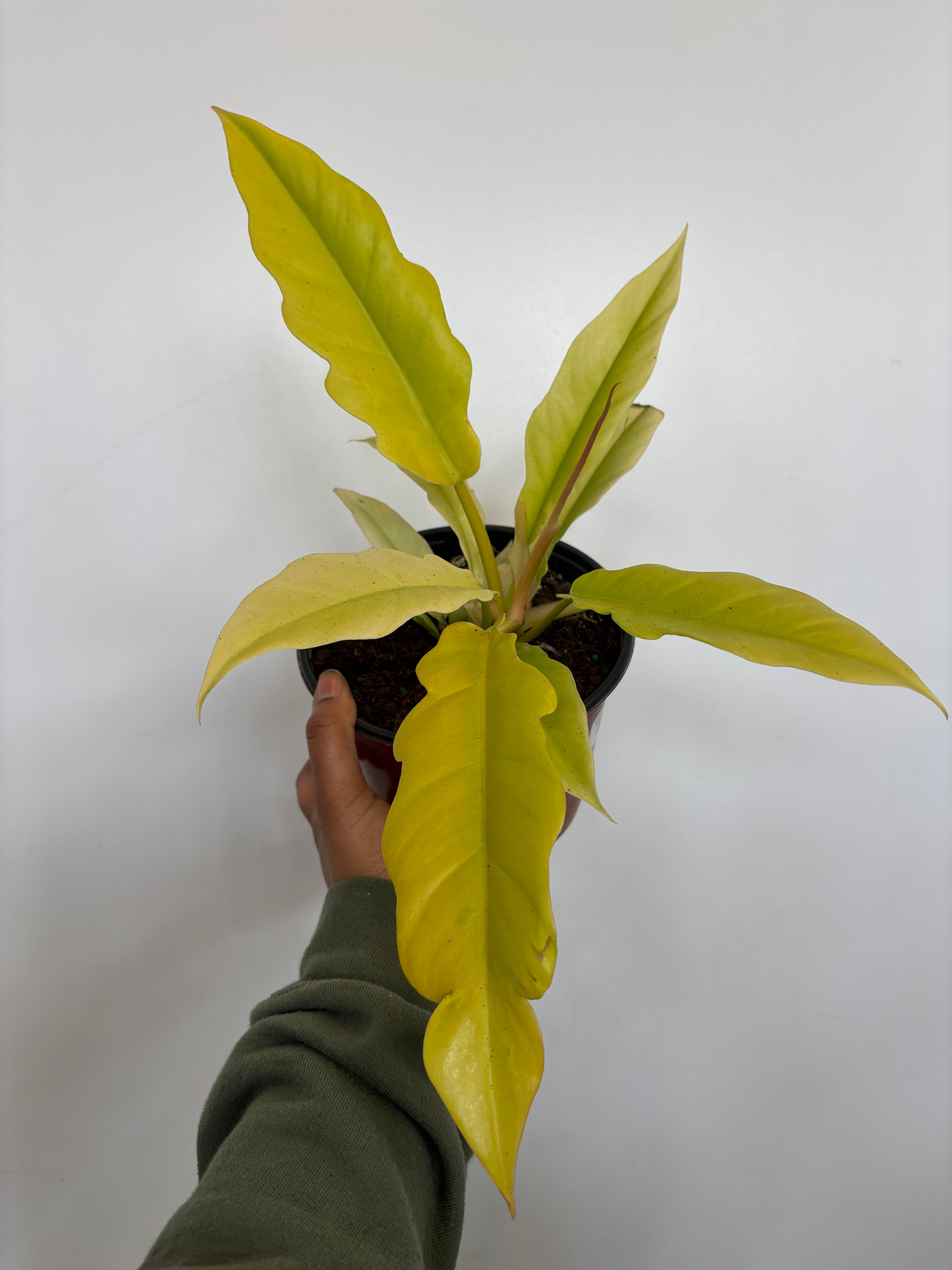 Philodendron Golden Crocodile