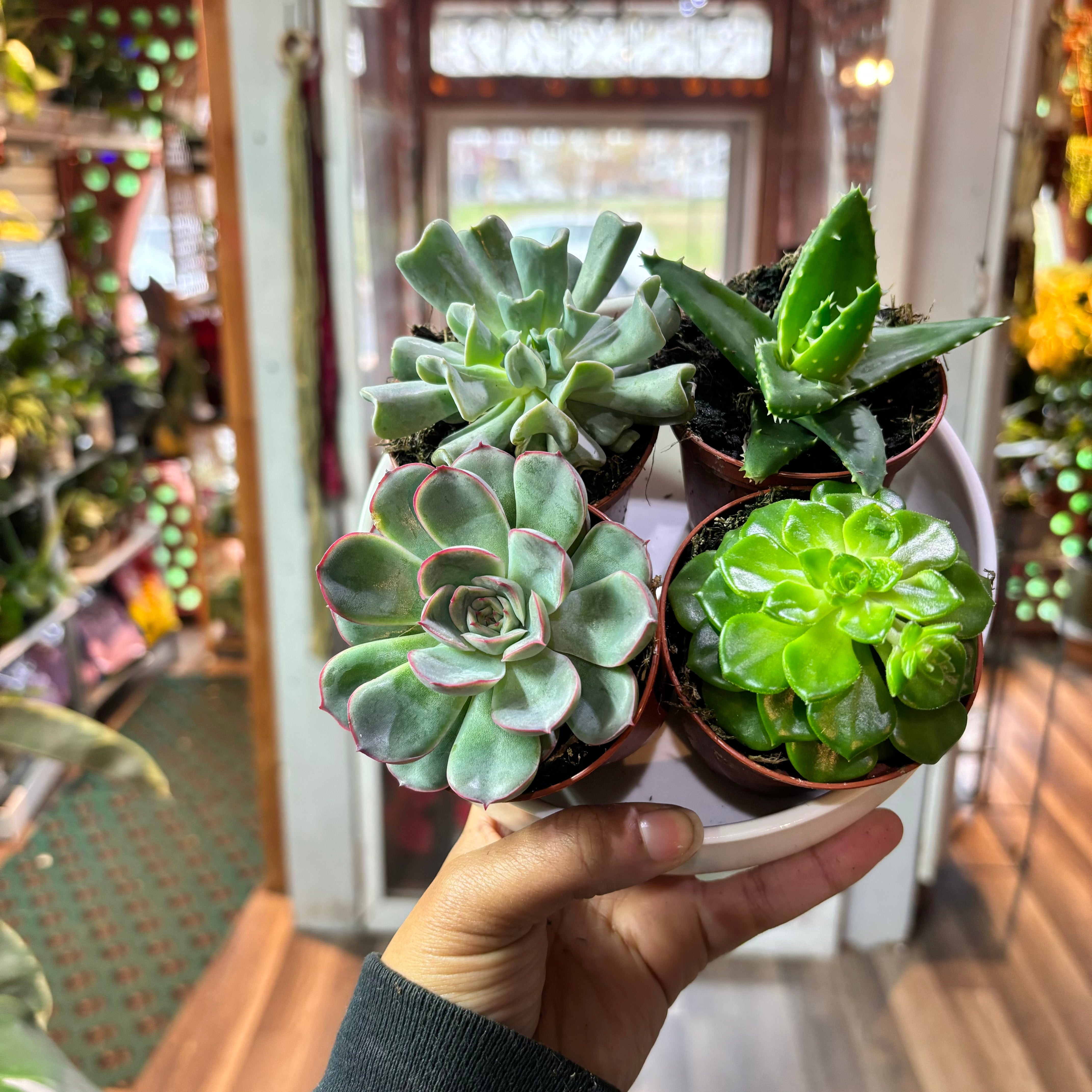 Assorted Terrarium Plants