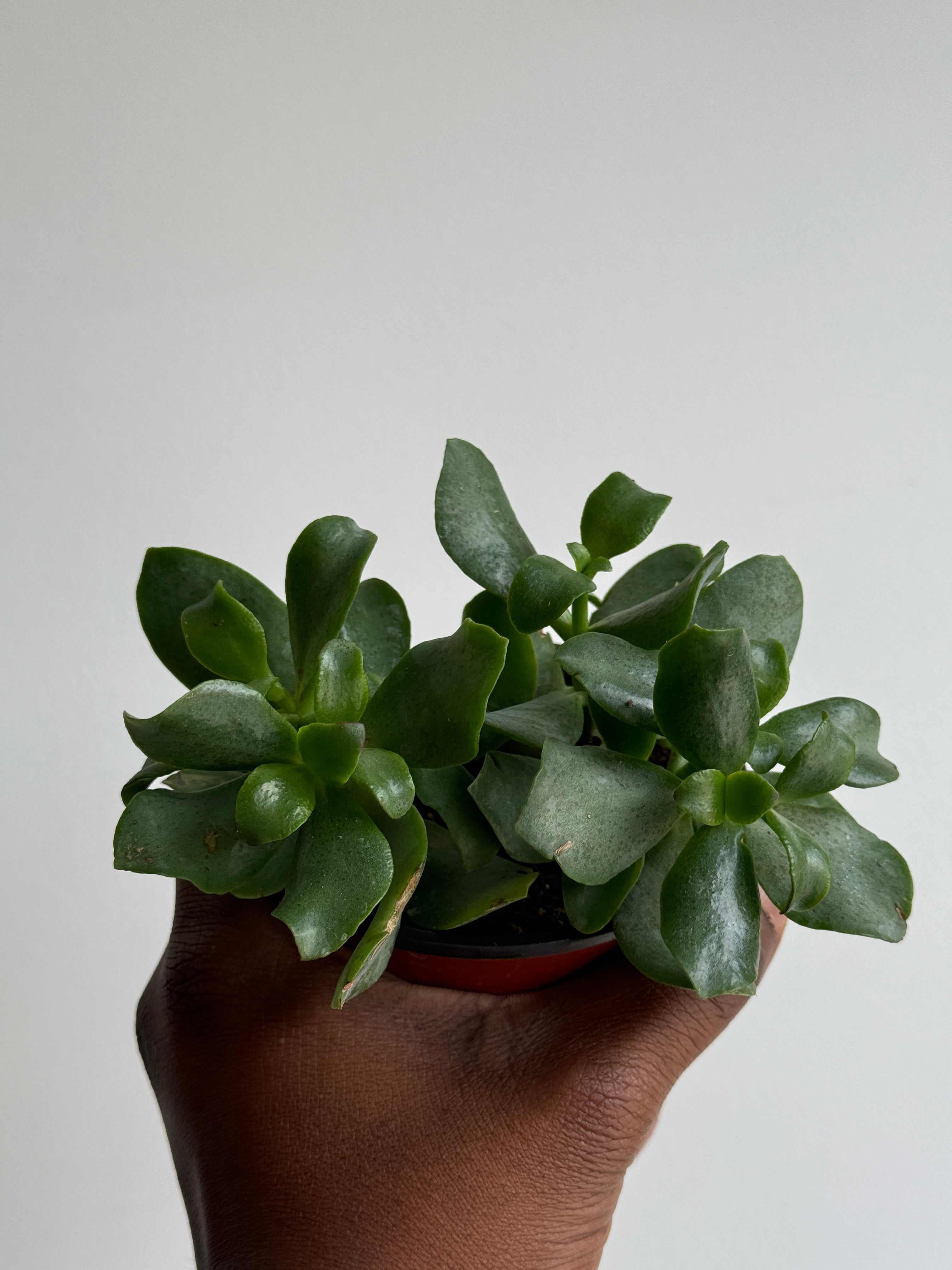 Ripple Jade, Crassula arborescens