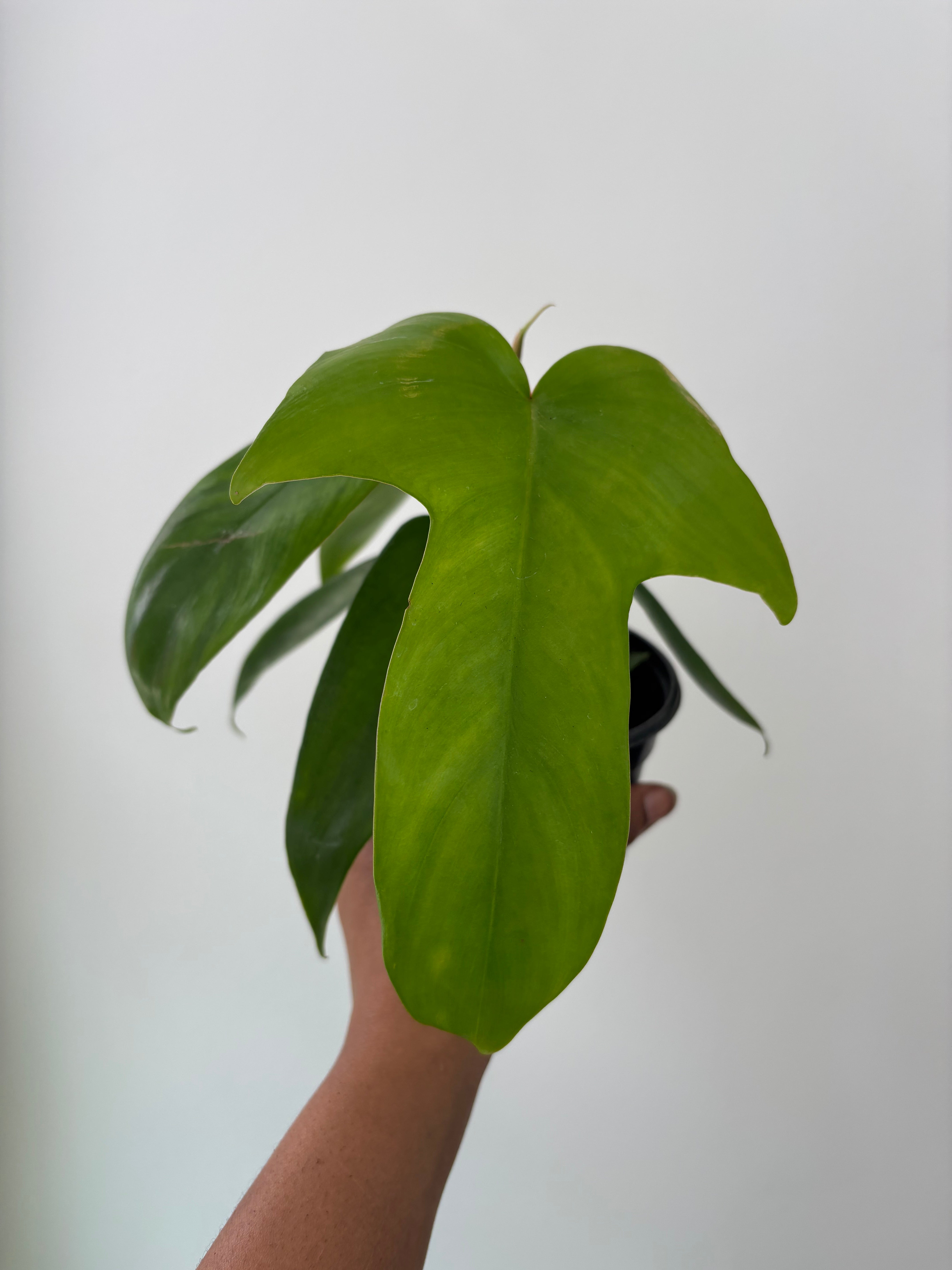 philodendron florida green Philodendron Florida Green - Grower’s Choice - 4” Pot