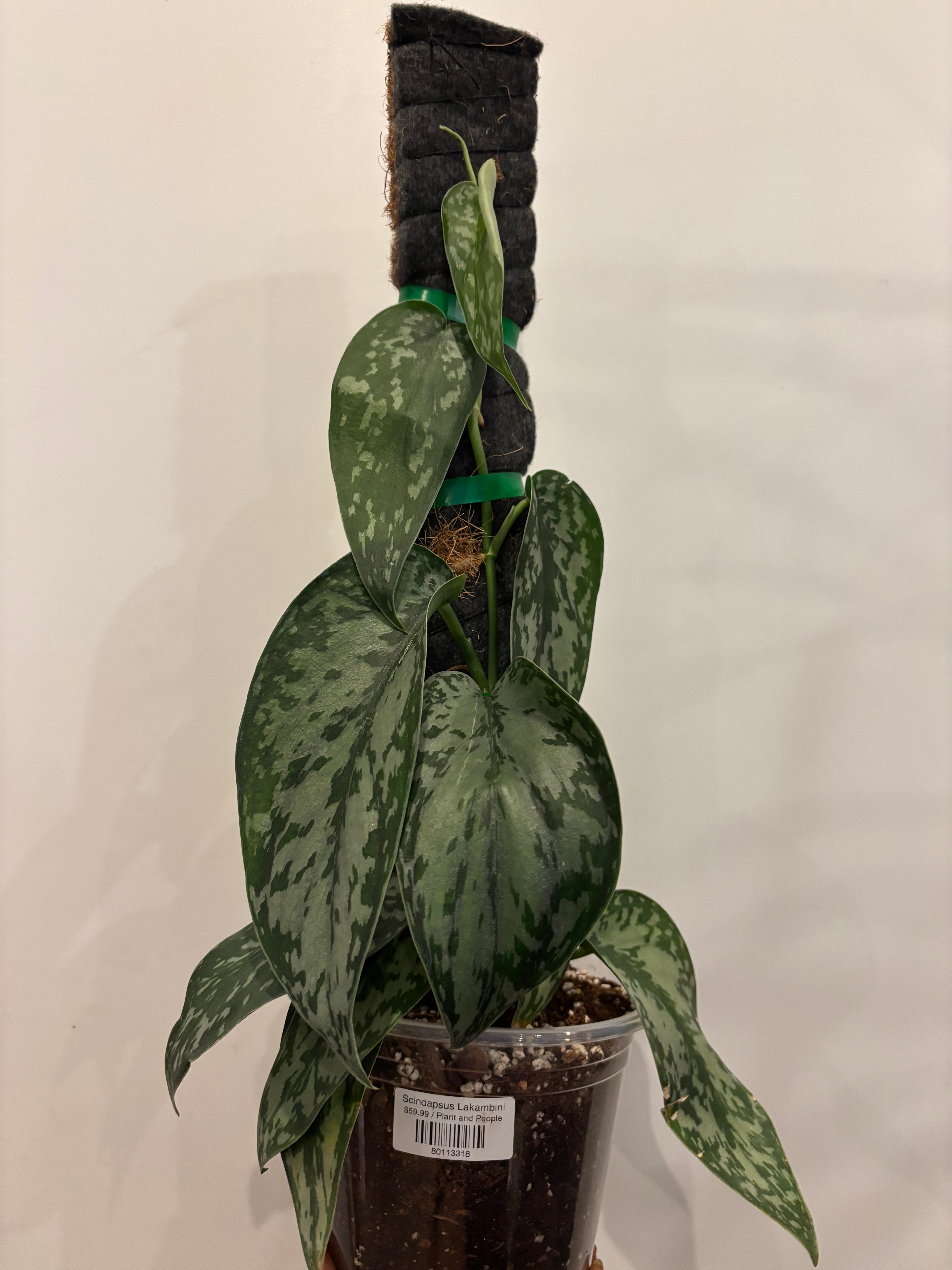 Scindapsus Lakambini