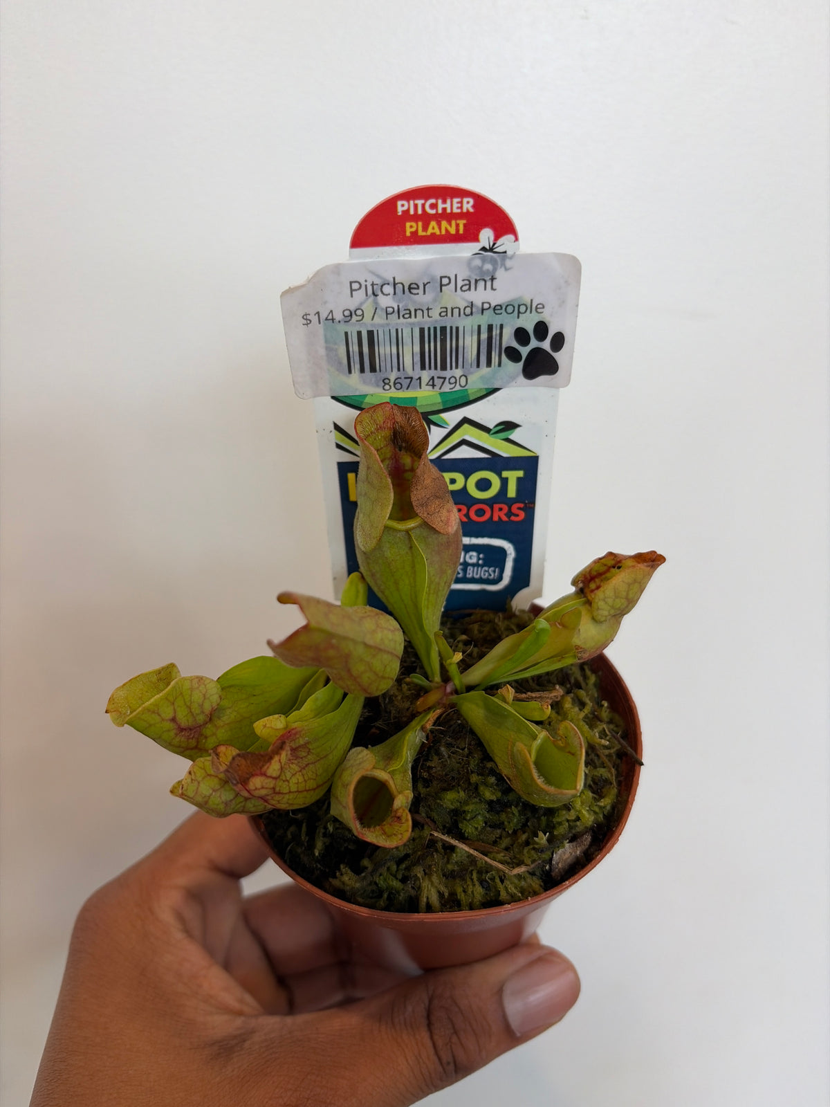 Pitcher Plant