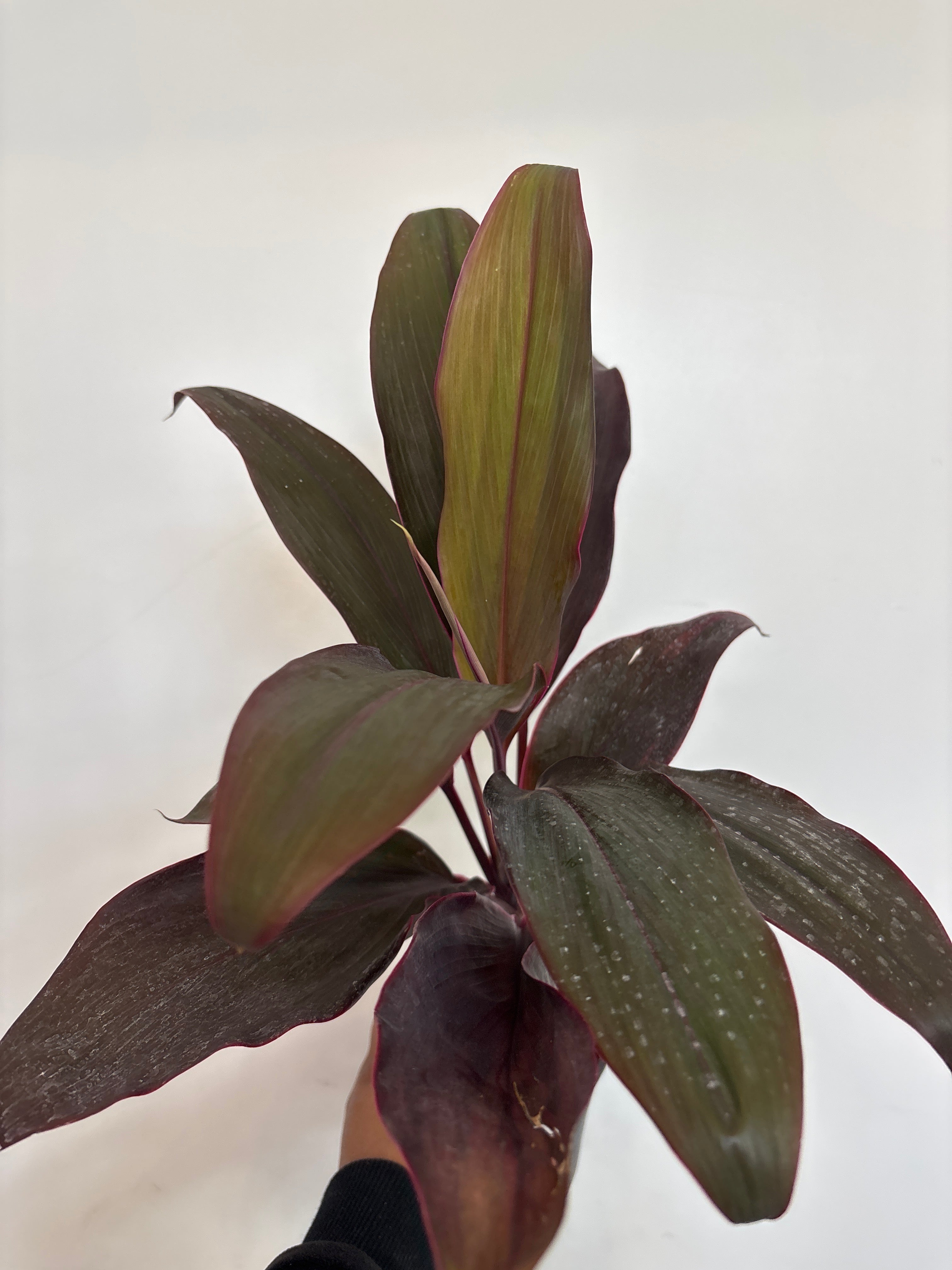 Cordyline