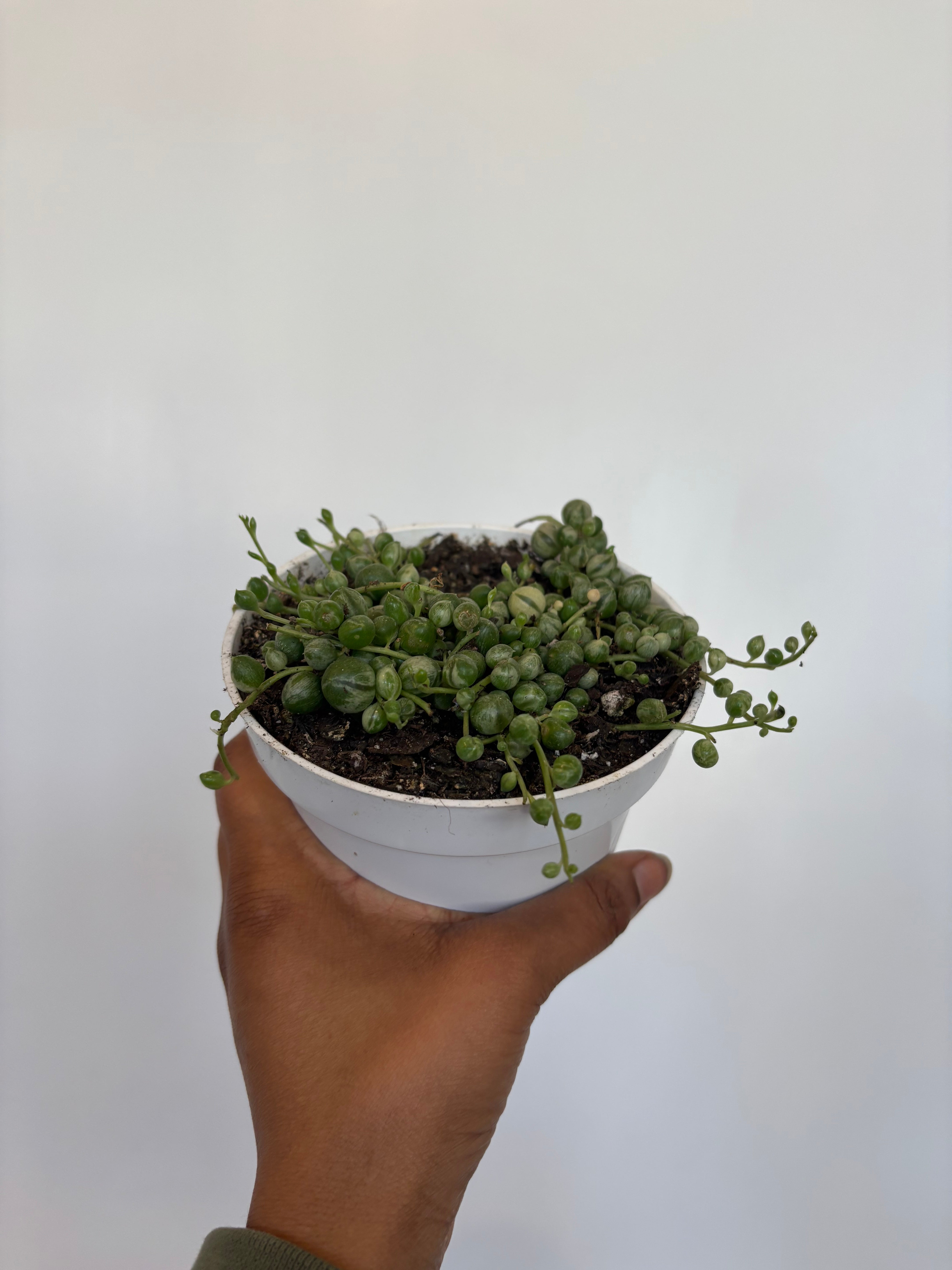 Variegated String of Pearls