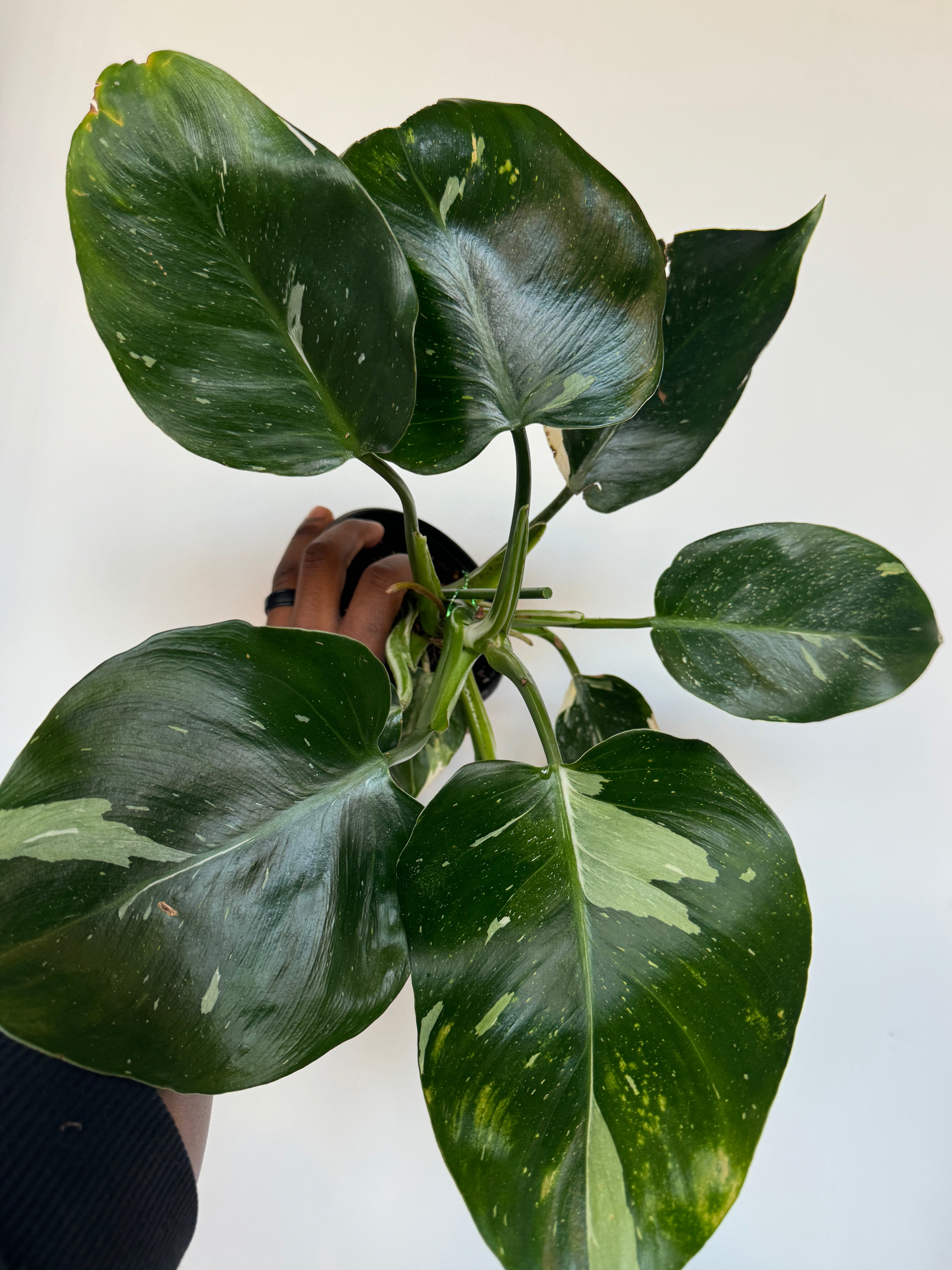 Philodendron White Princess