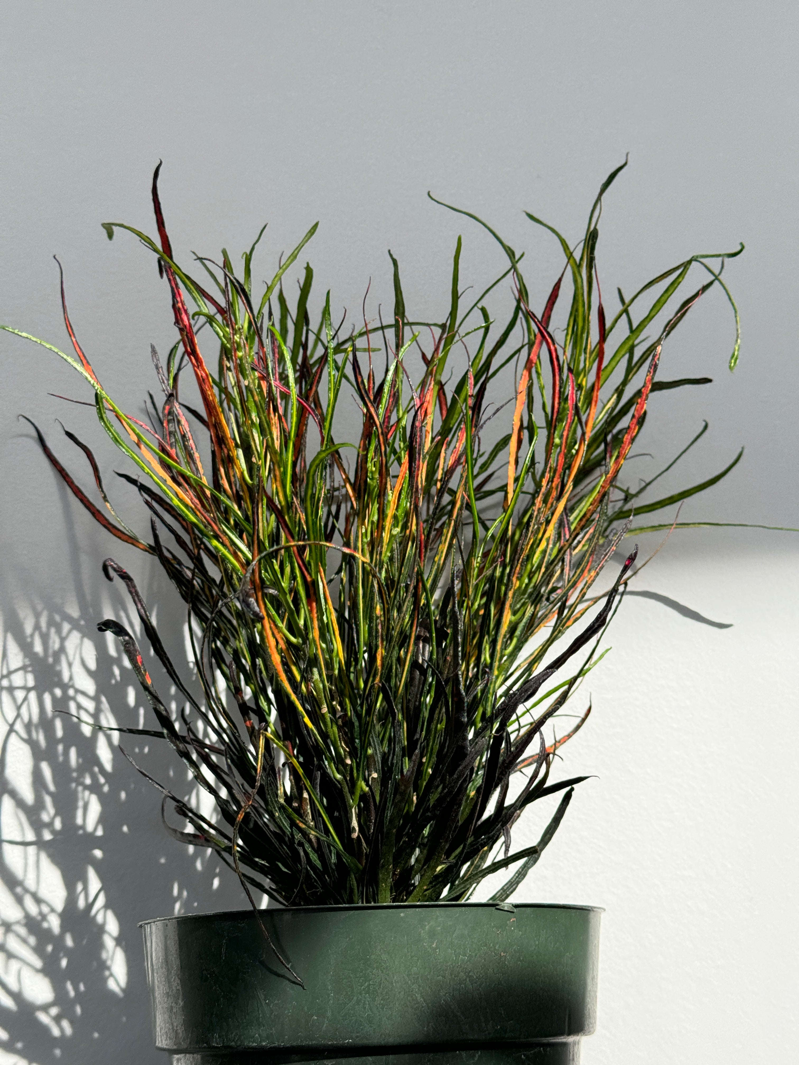 Croton Picasso Paintbrush