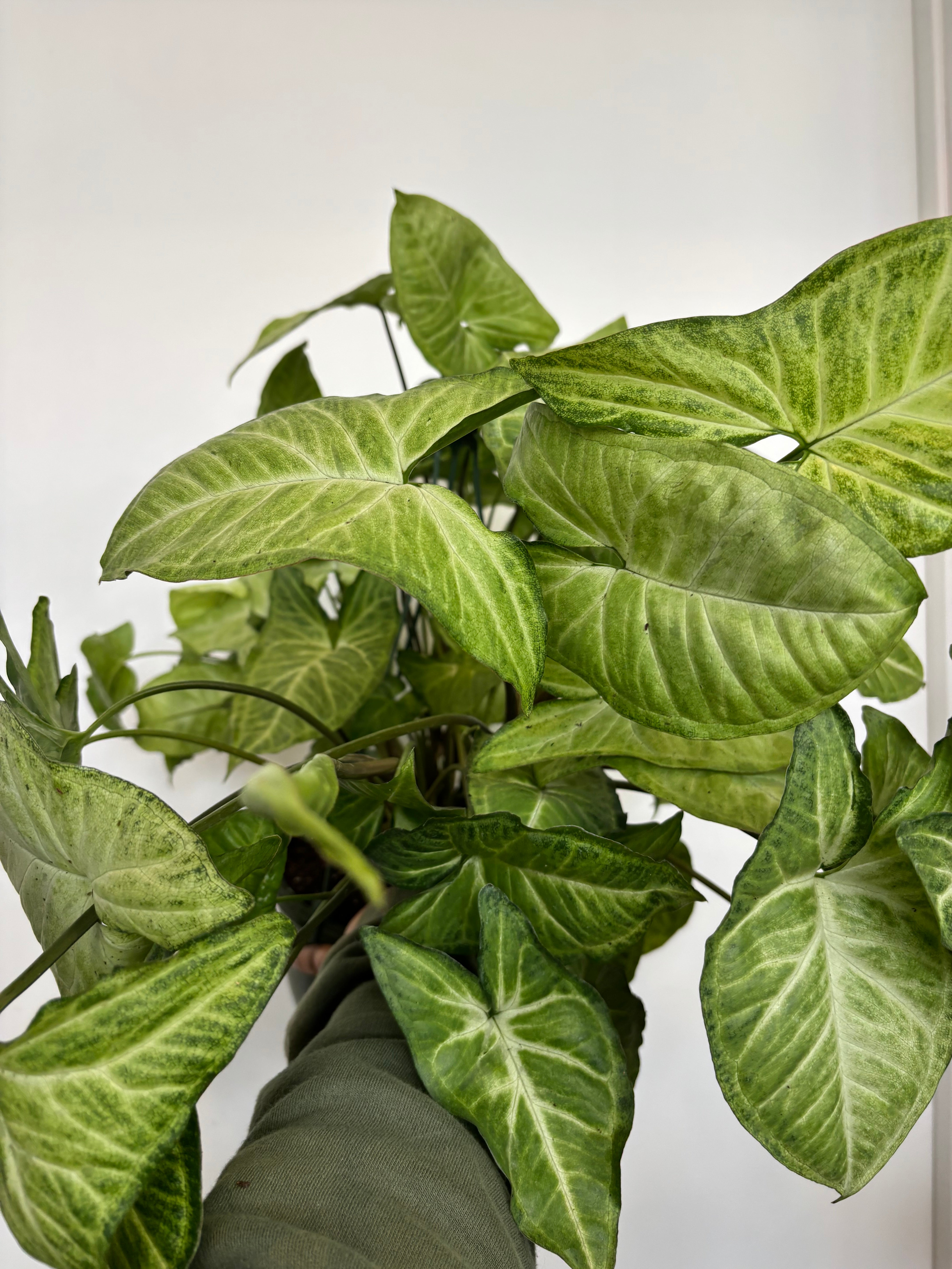 Syngonium White Butterfly