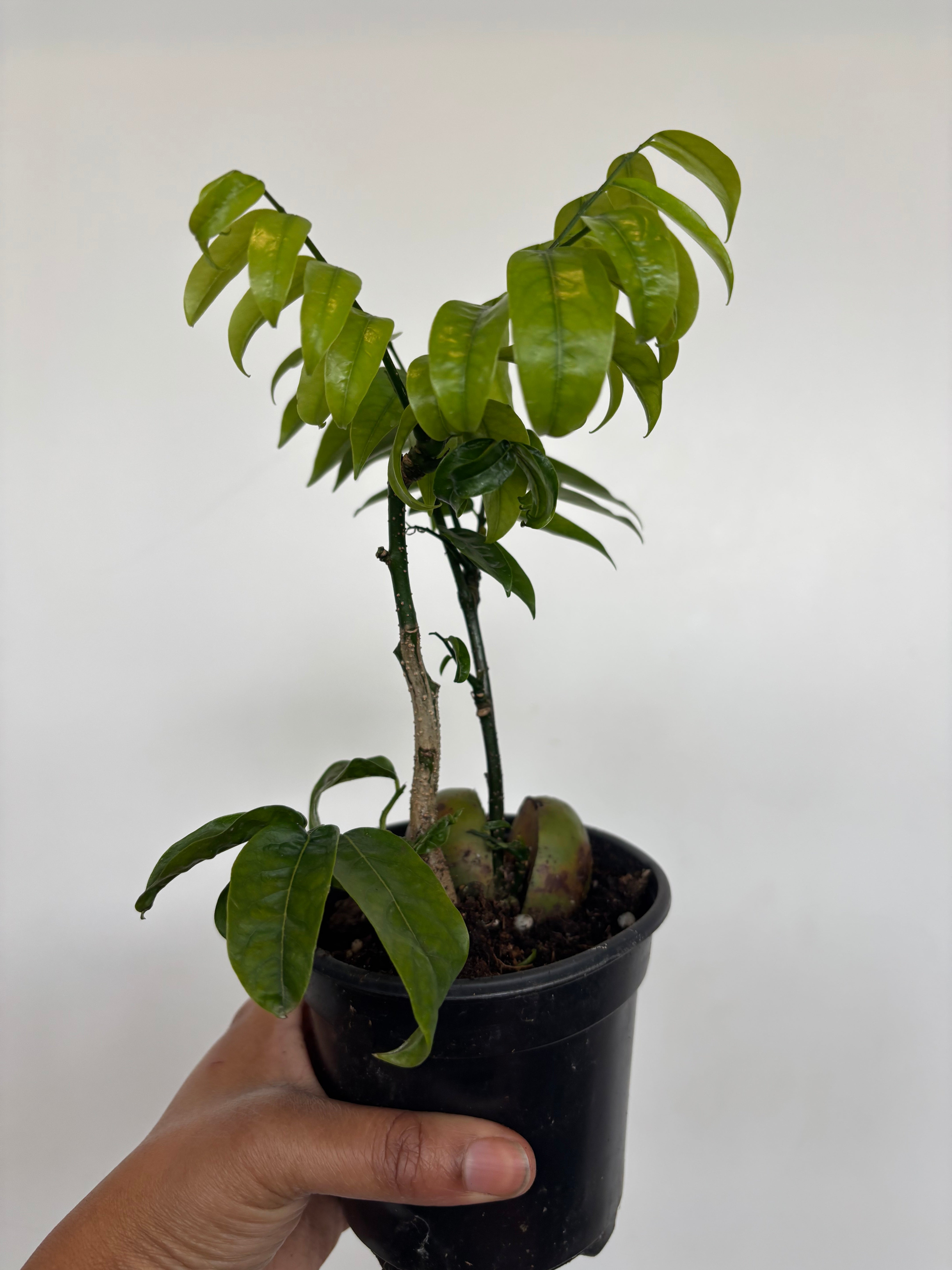 Castanospermum australe, Lucky Bean