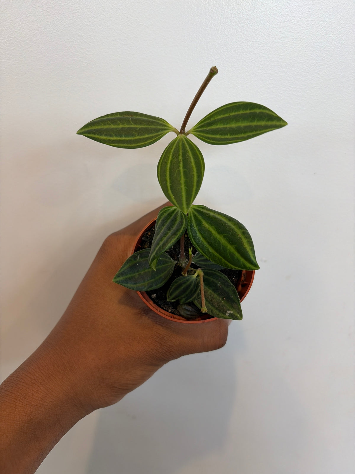 Peperomia puteolata , Parallel Peperomia