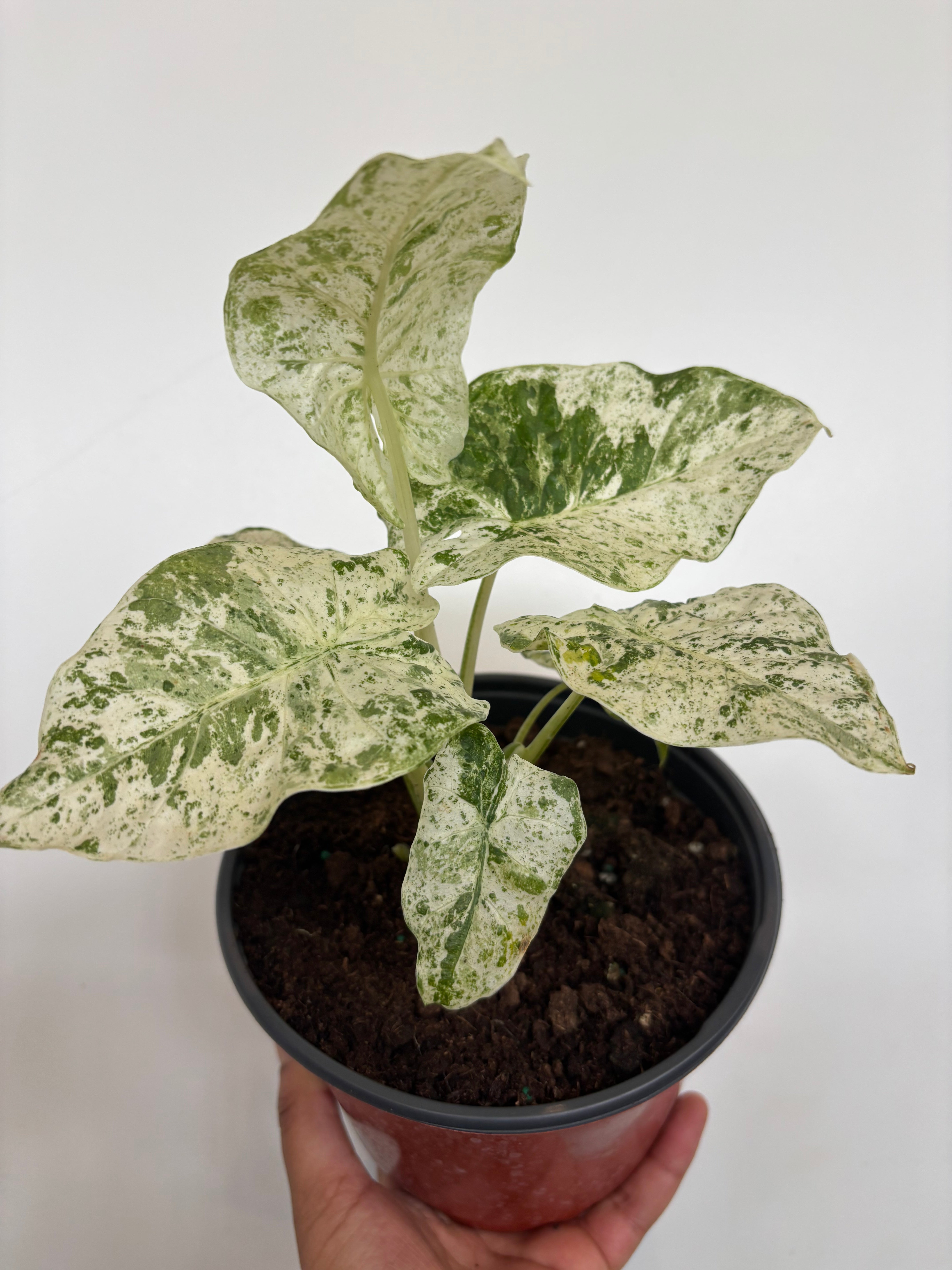 Alocasia macrorrhizos Camouflage