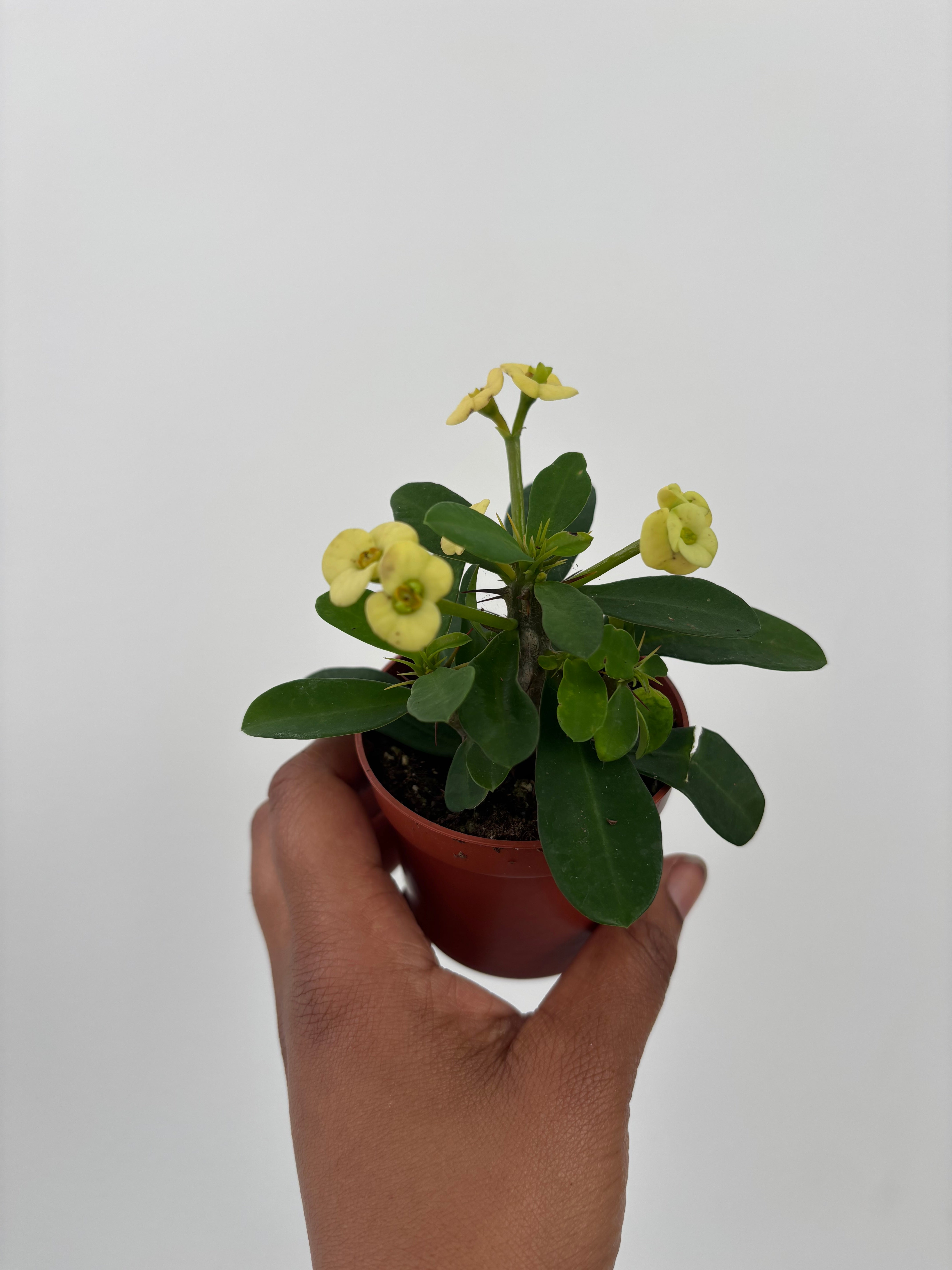Euphorbia Milli Crown of Thorns
