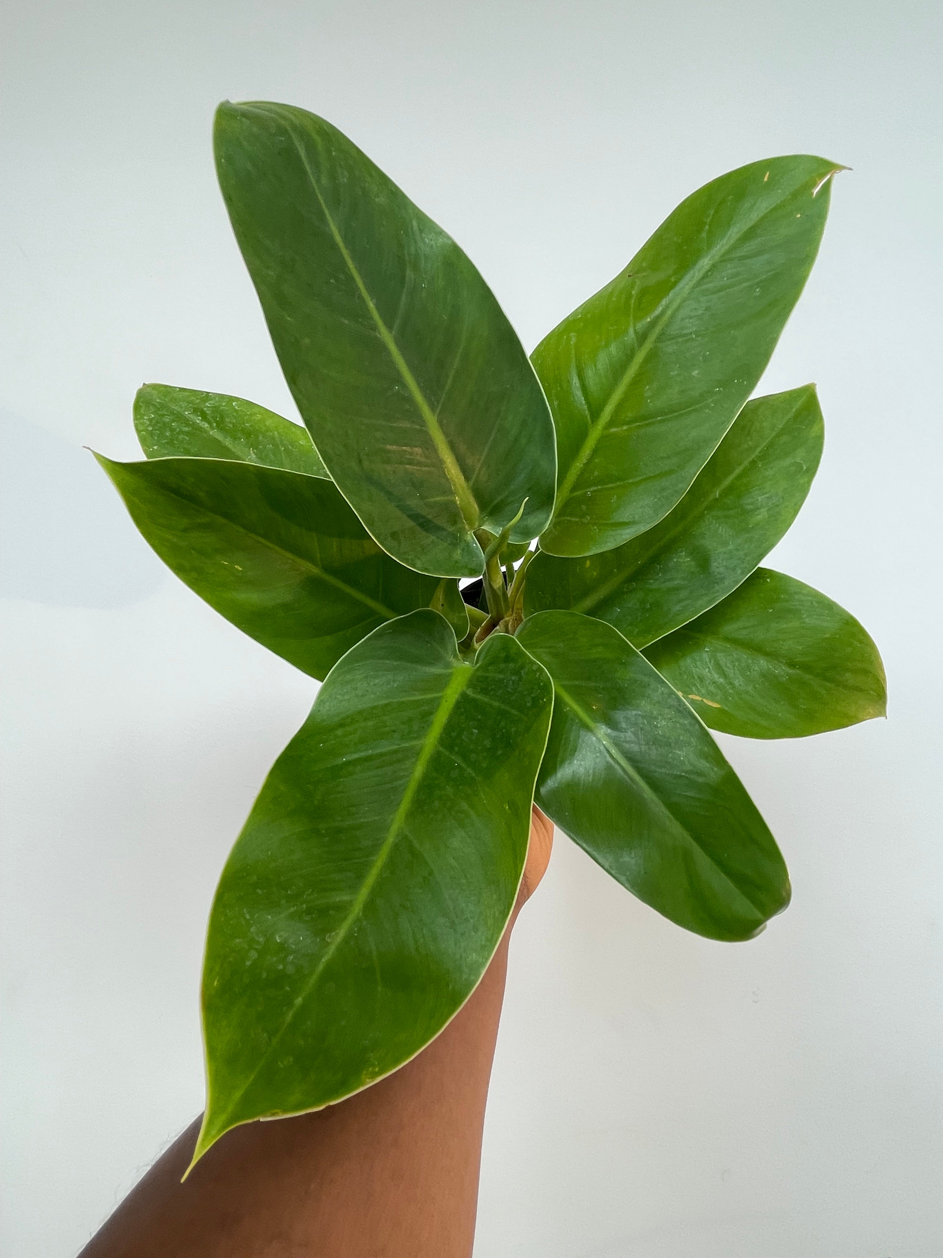 Philodendron Imperial Green