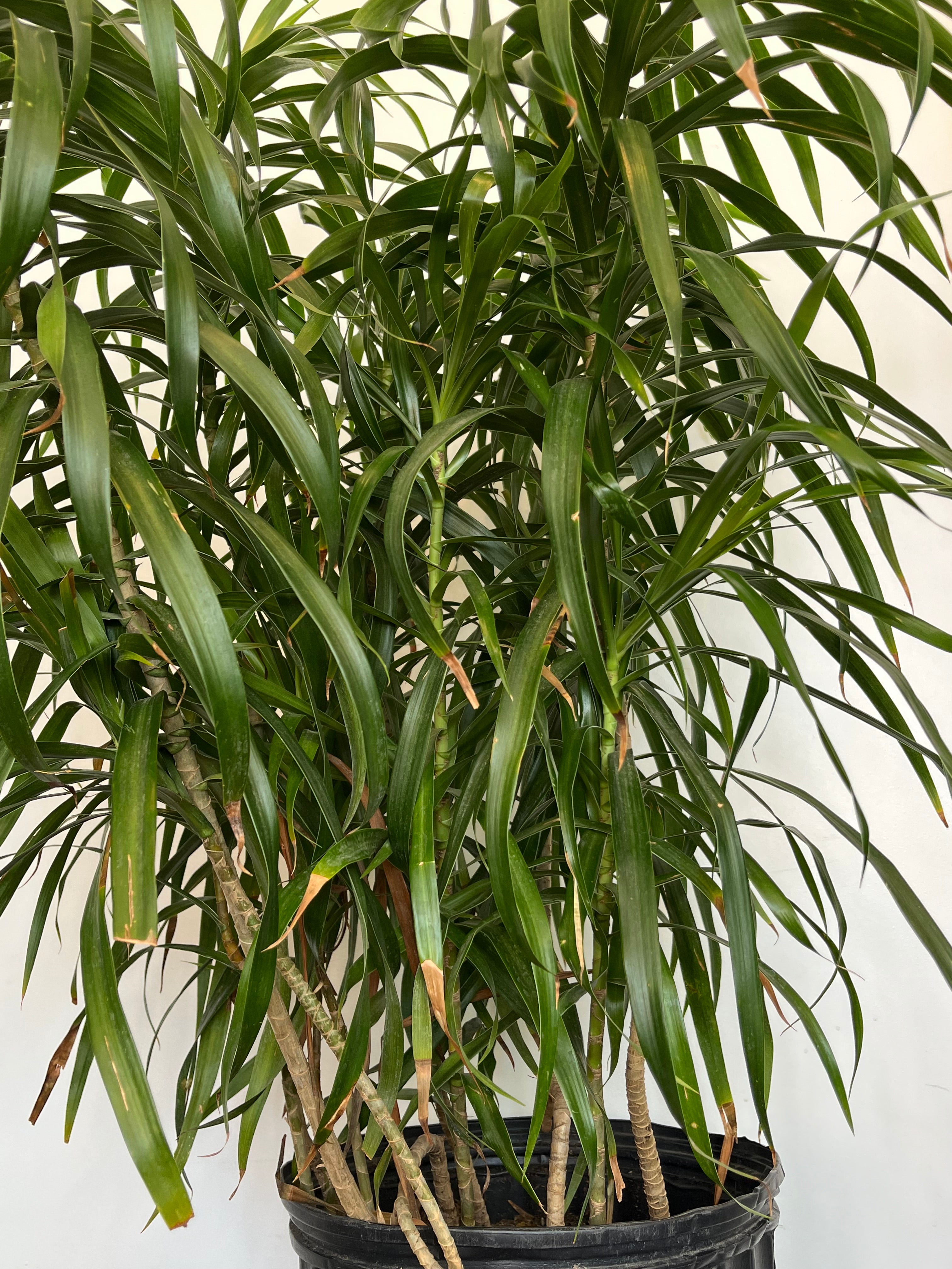 Dracaena Reflexa