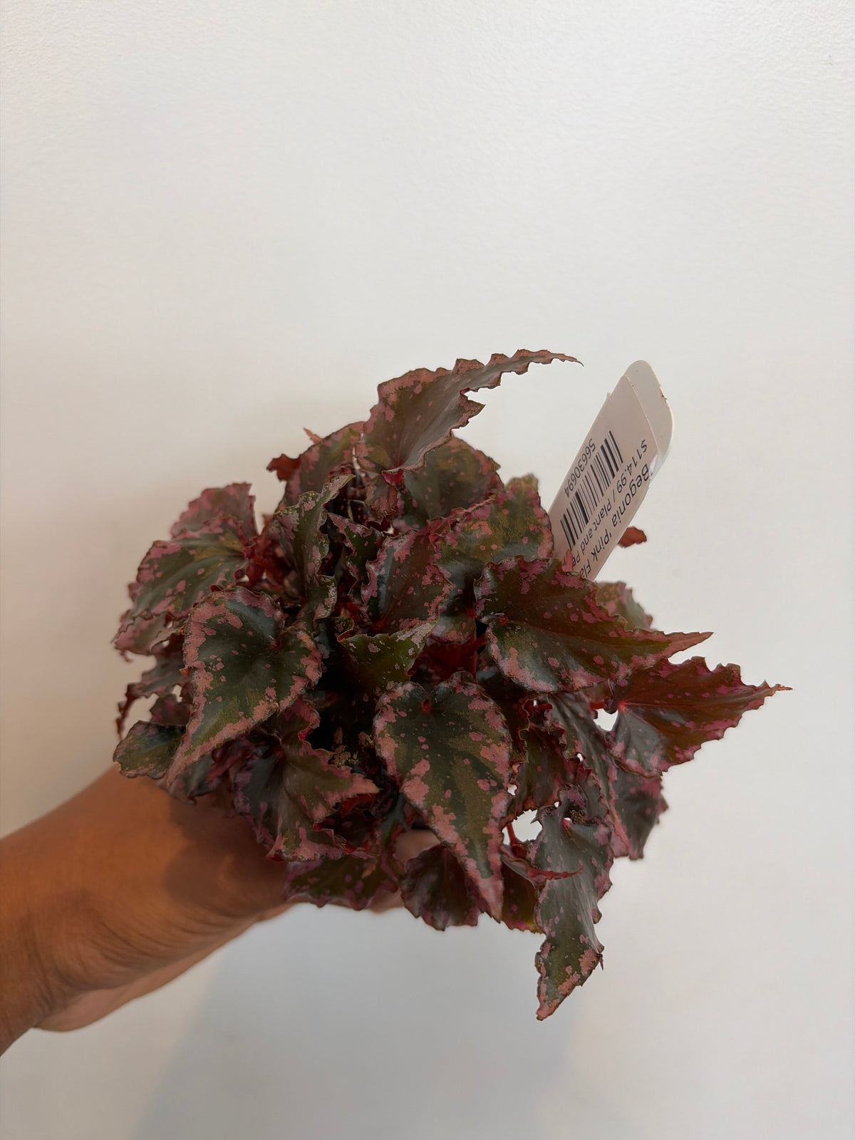 Begonia 'Pink Flame'