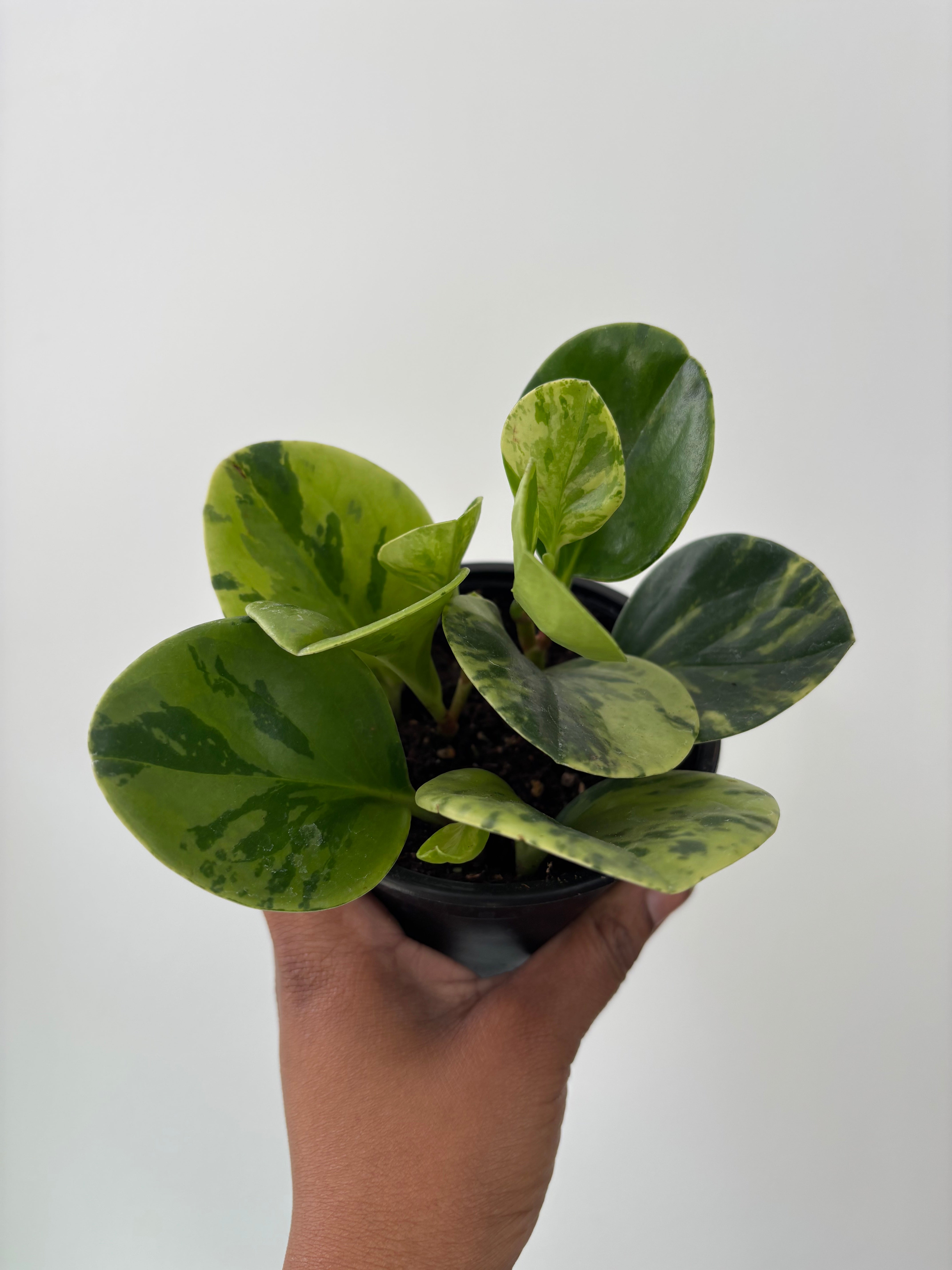 Marble Peperomia