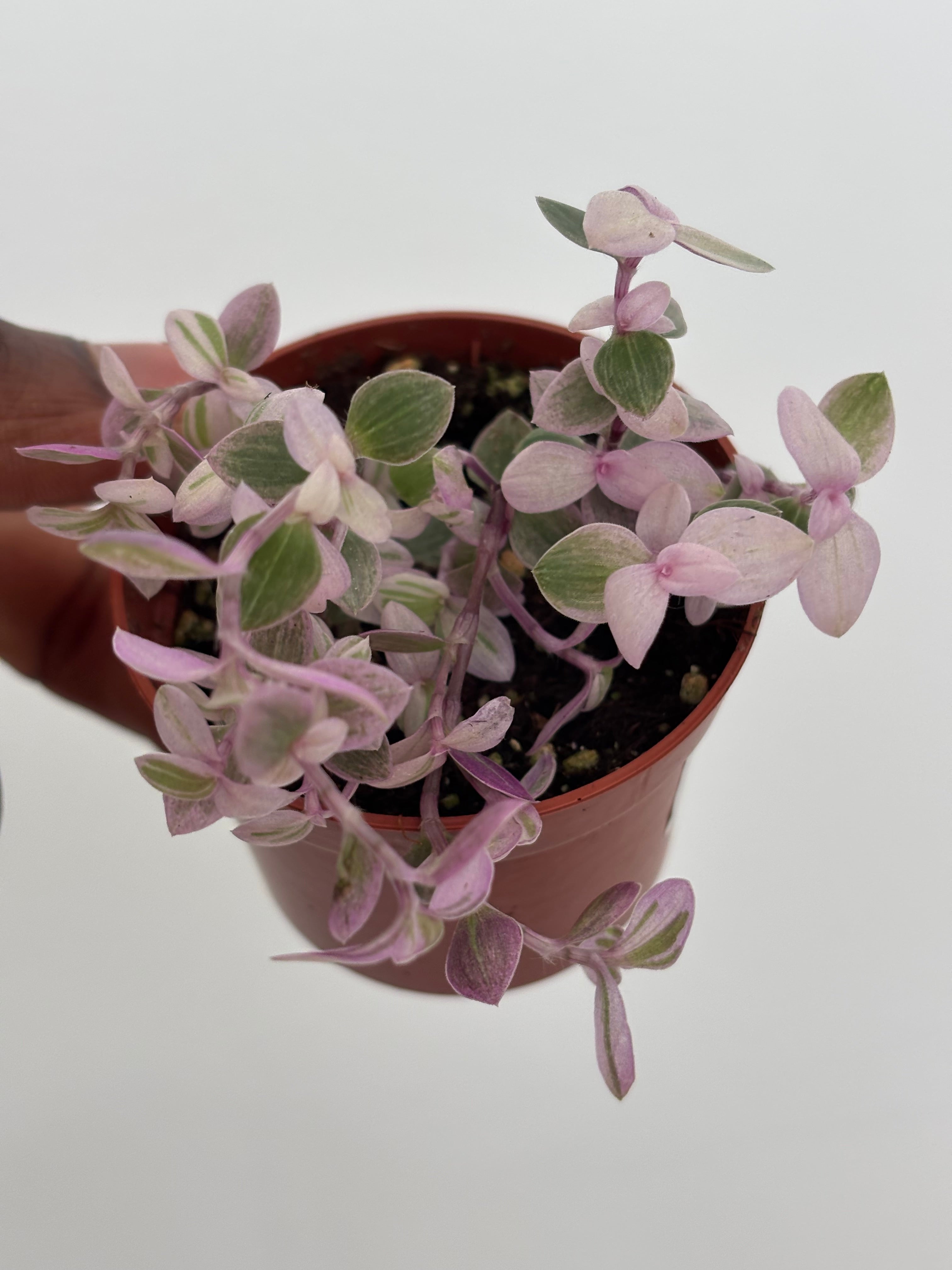 Callasia repens, Pink Panther