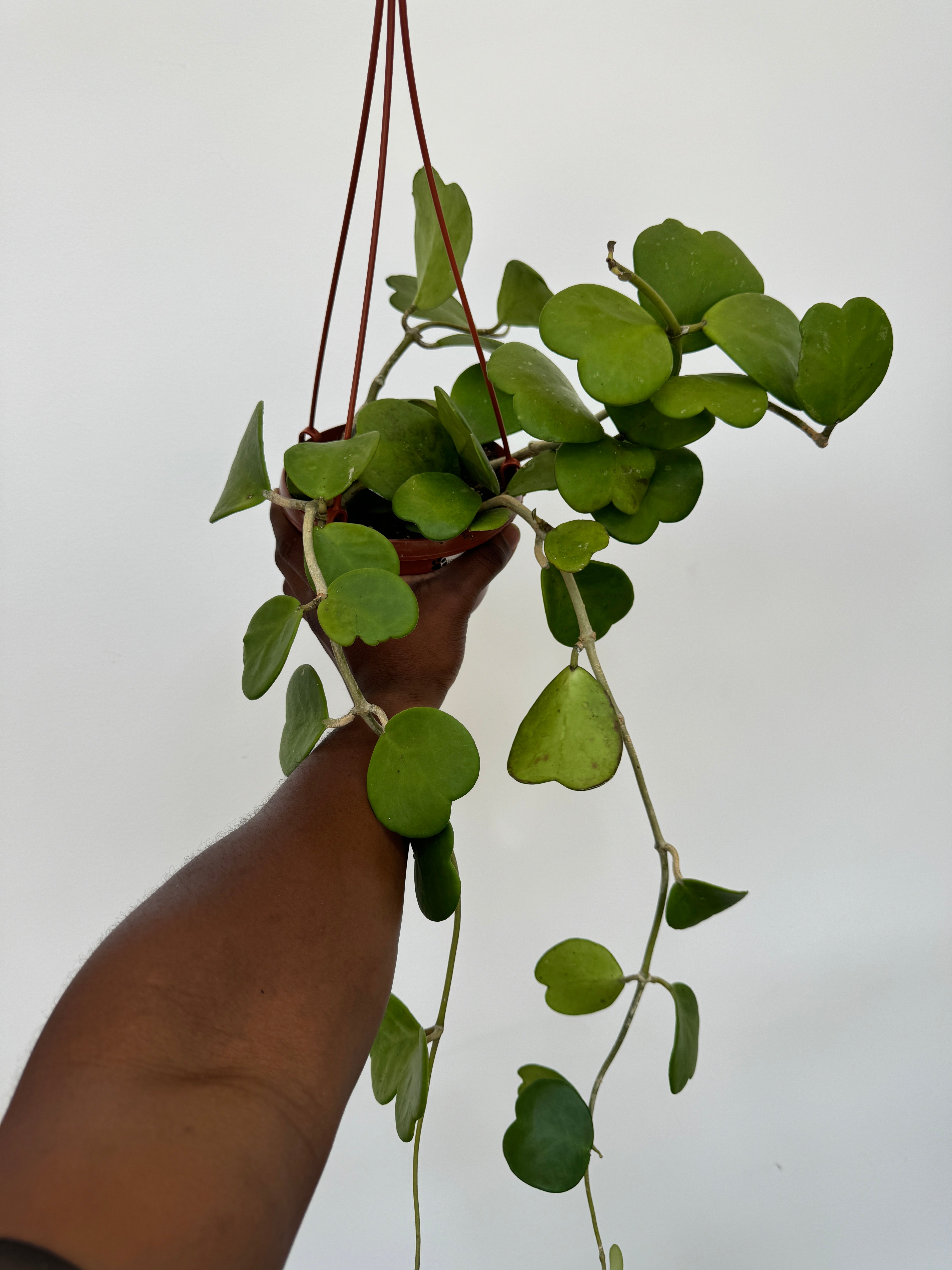 Hoya kerrii, Heart Hoya is