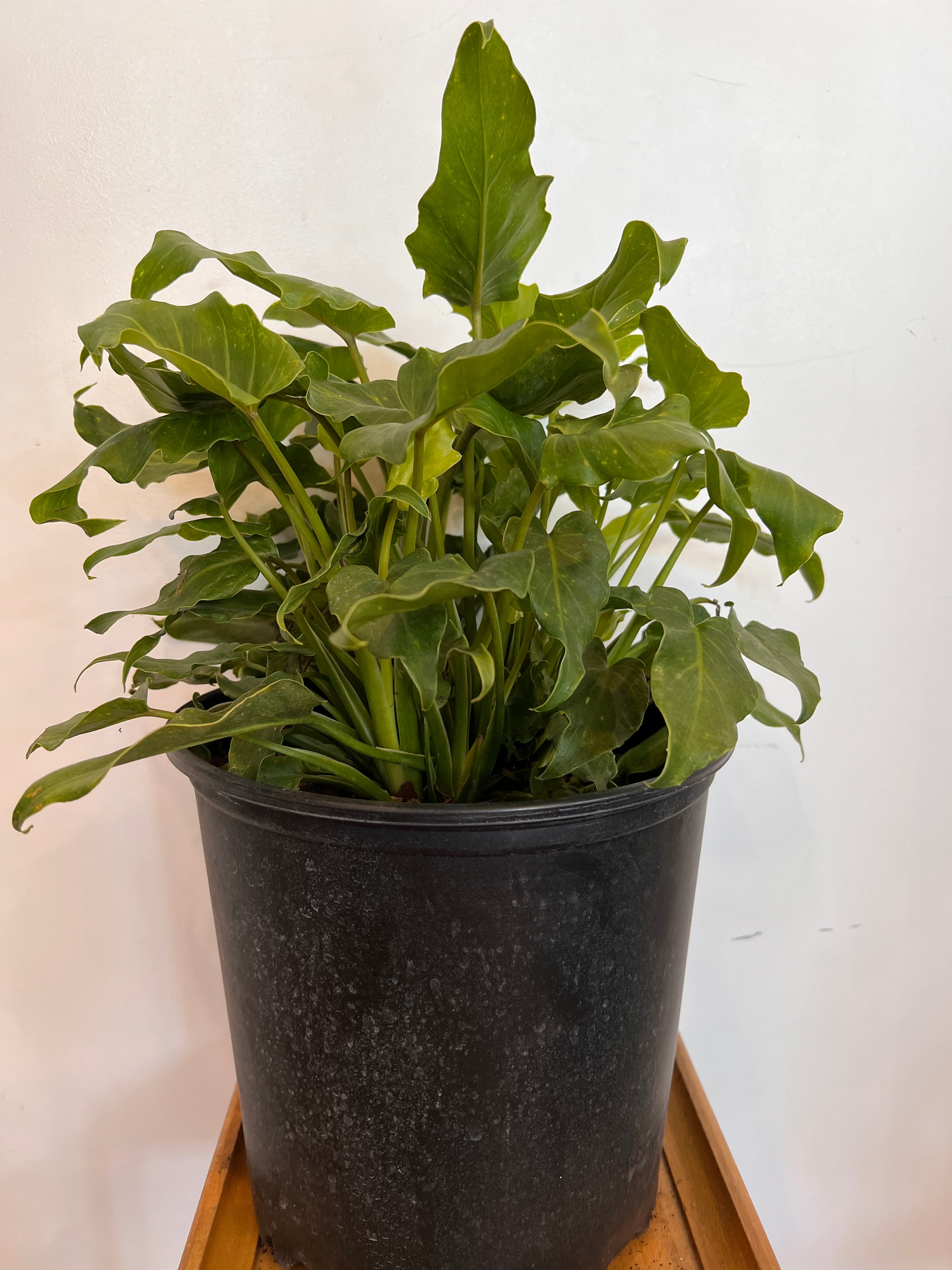 Philodendron Xanadu