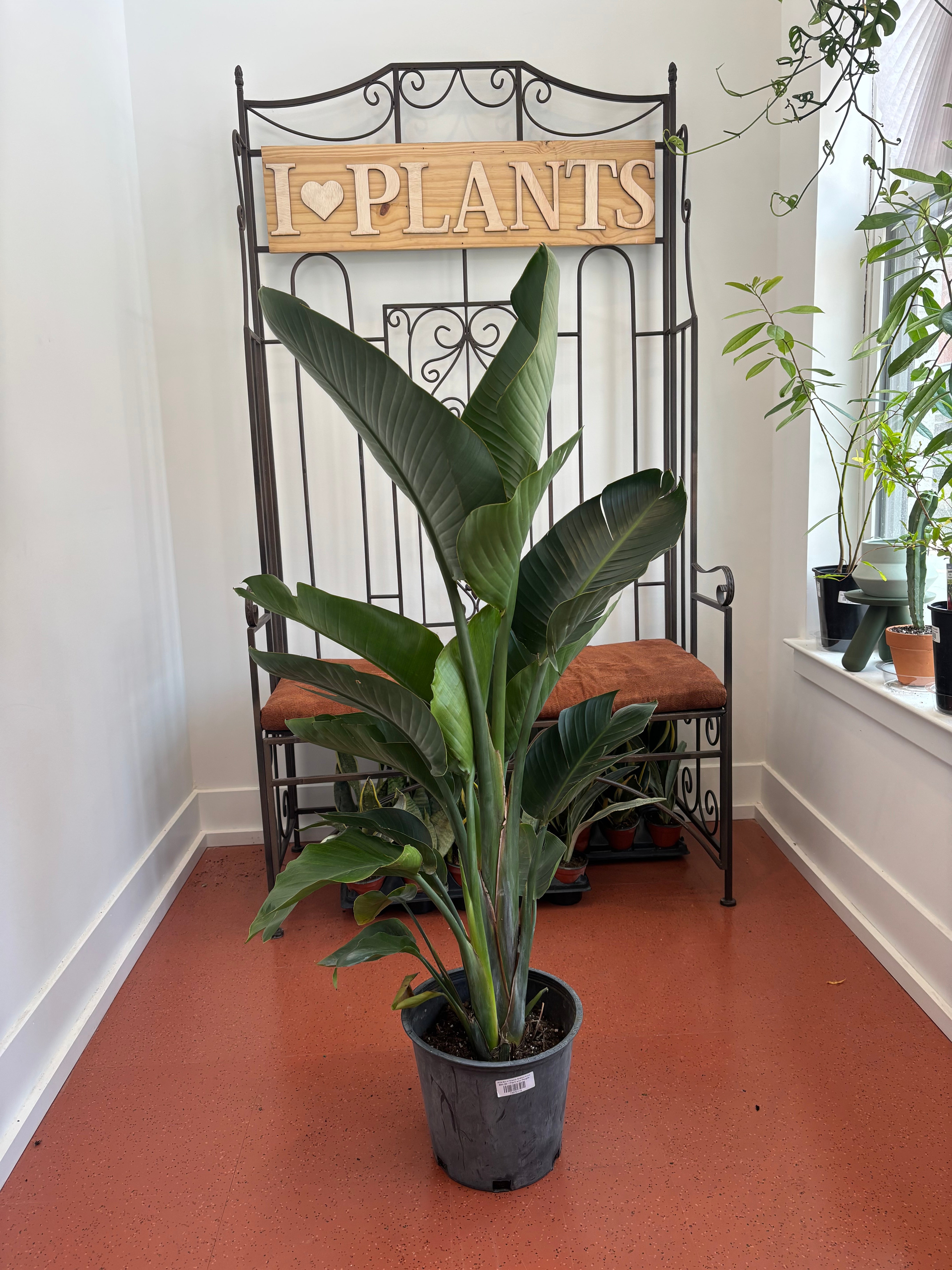White Bird of Paradise, Strelitzia Nicolai