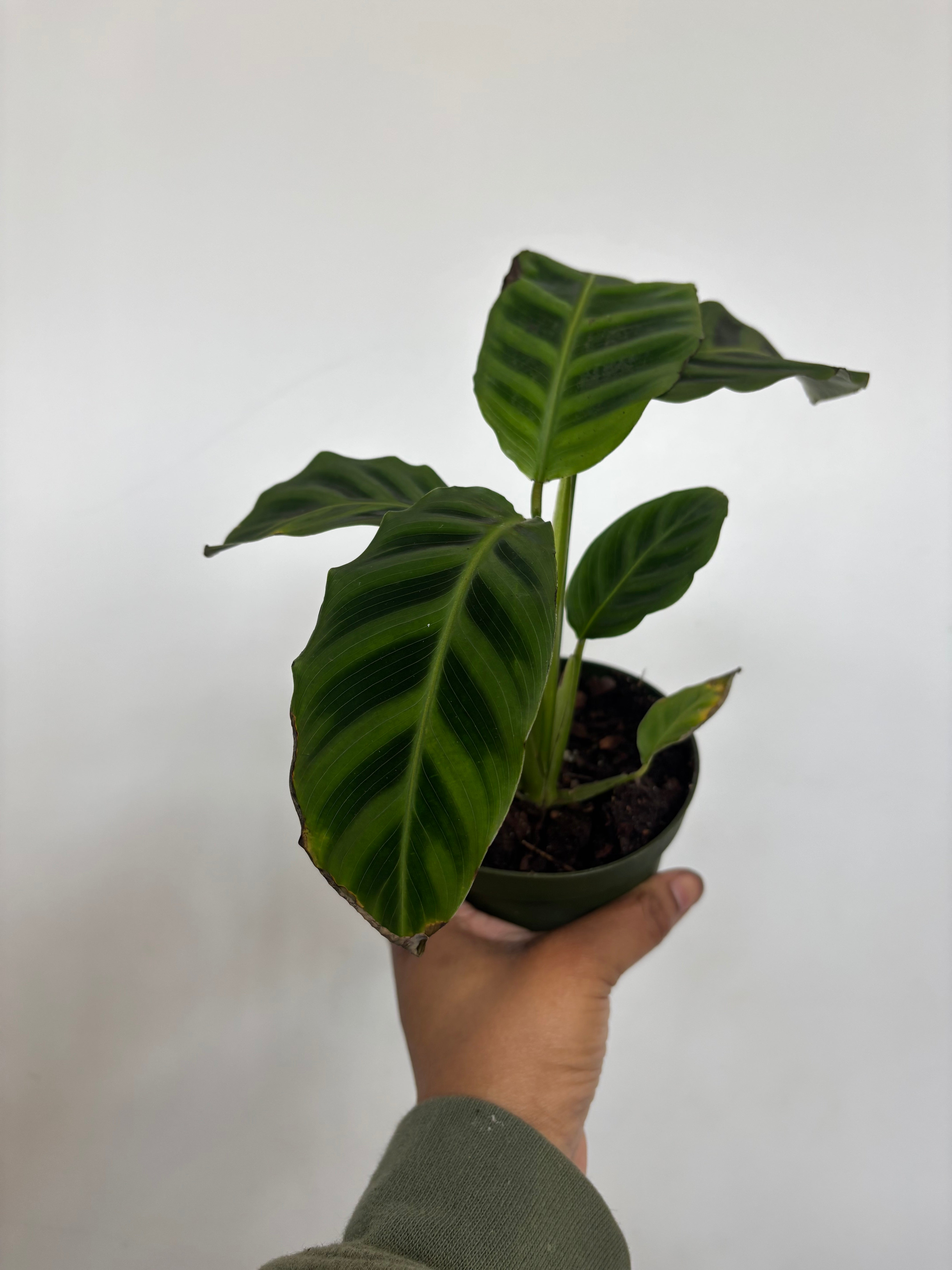 Calathea Zebrina, Zebra Plant