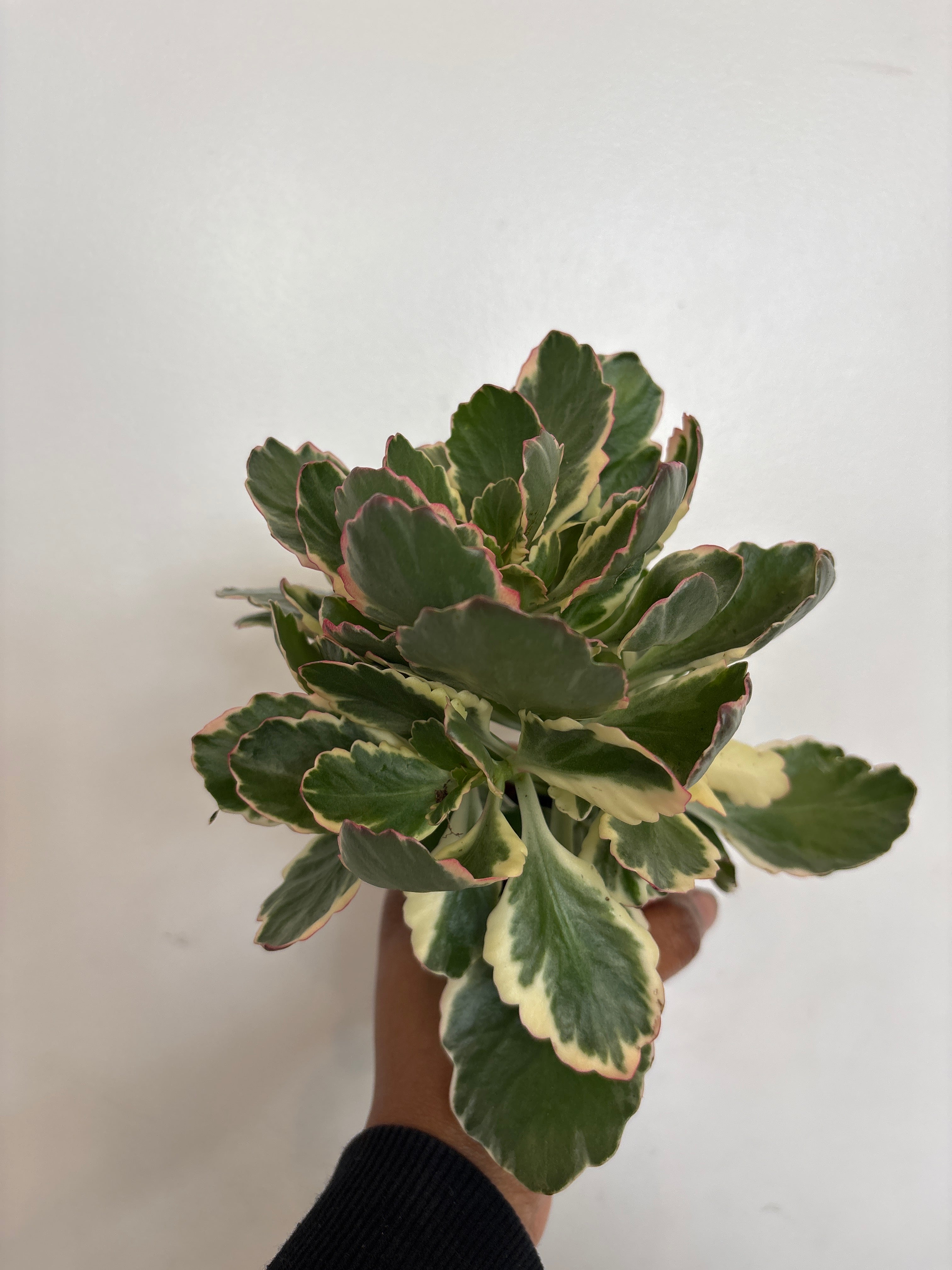 Kalanchoe sexangularis f. variegata