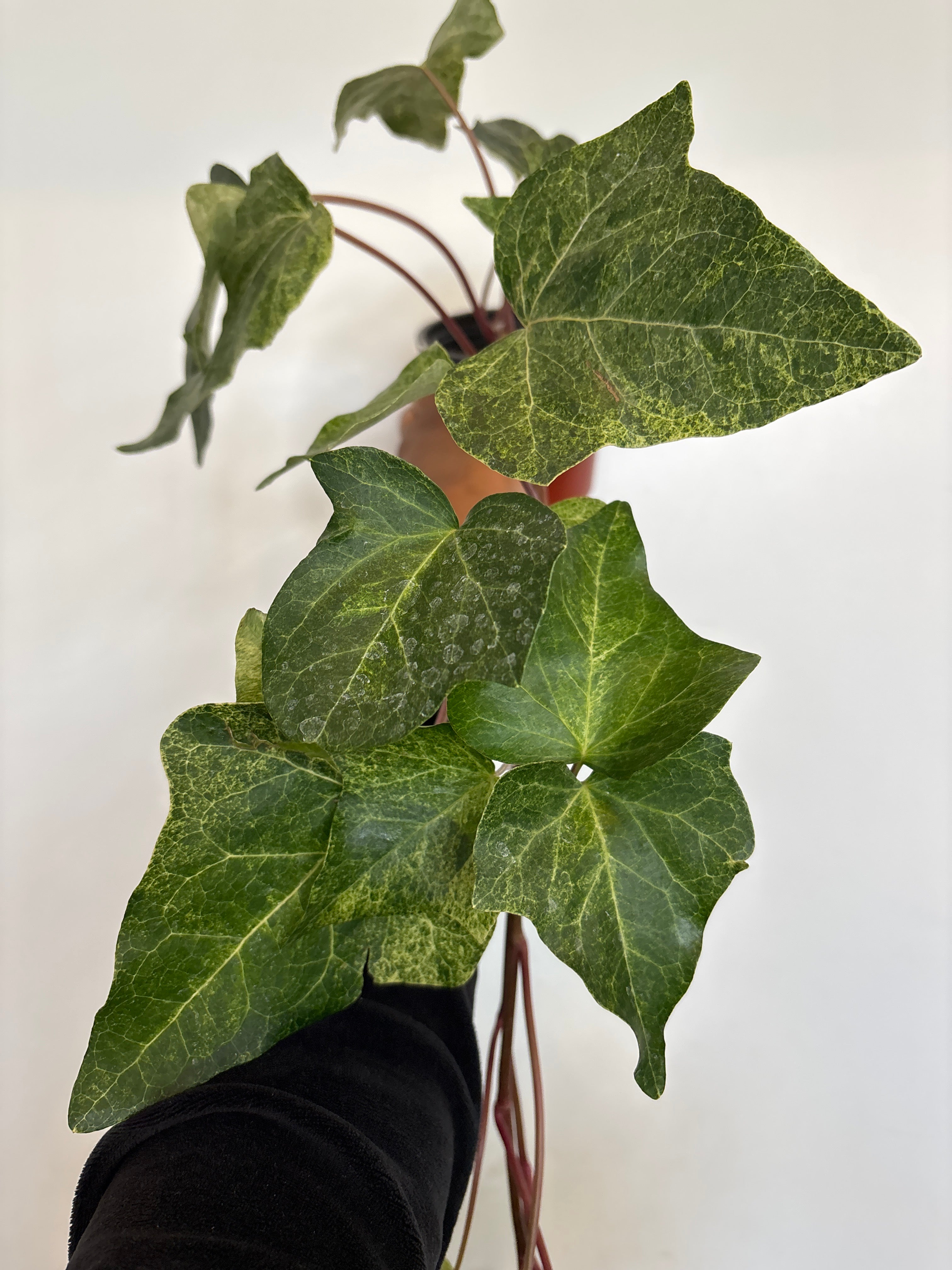 Tropical Blizzard Ivy