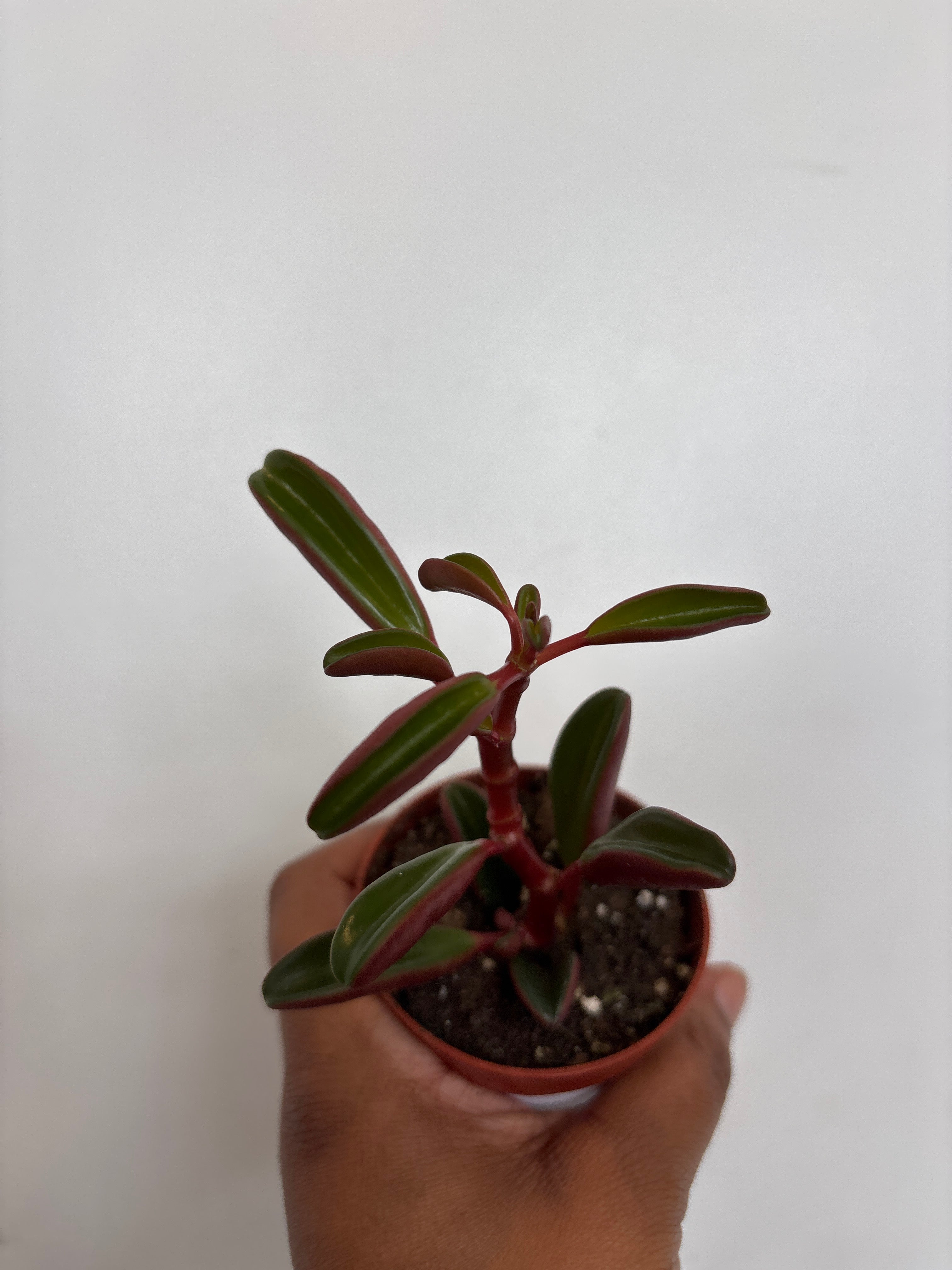 Peperomia Graveolens