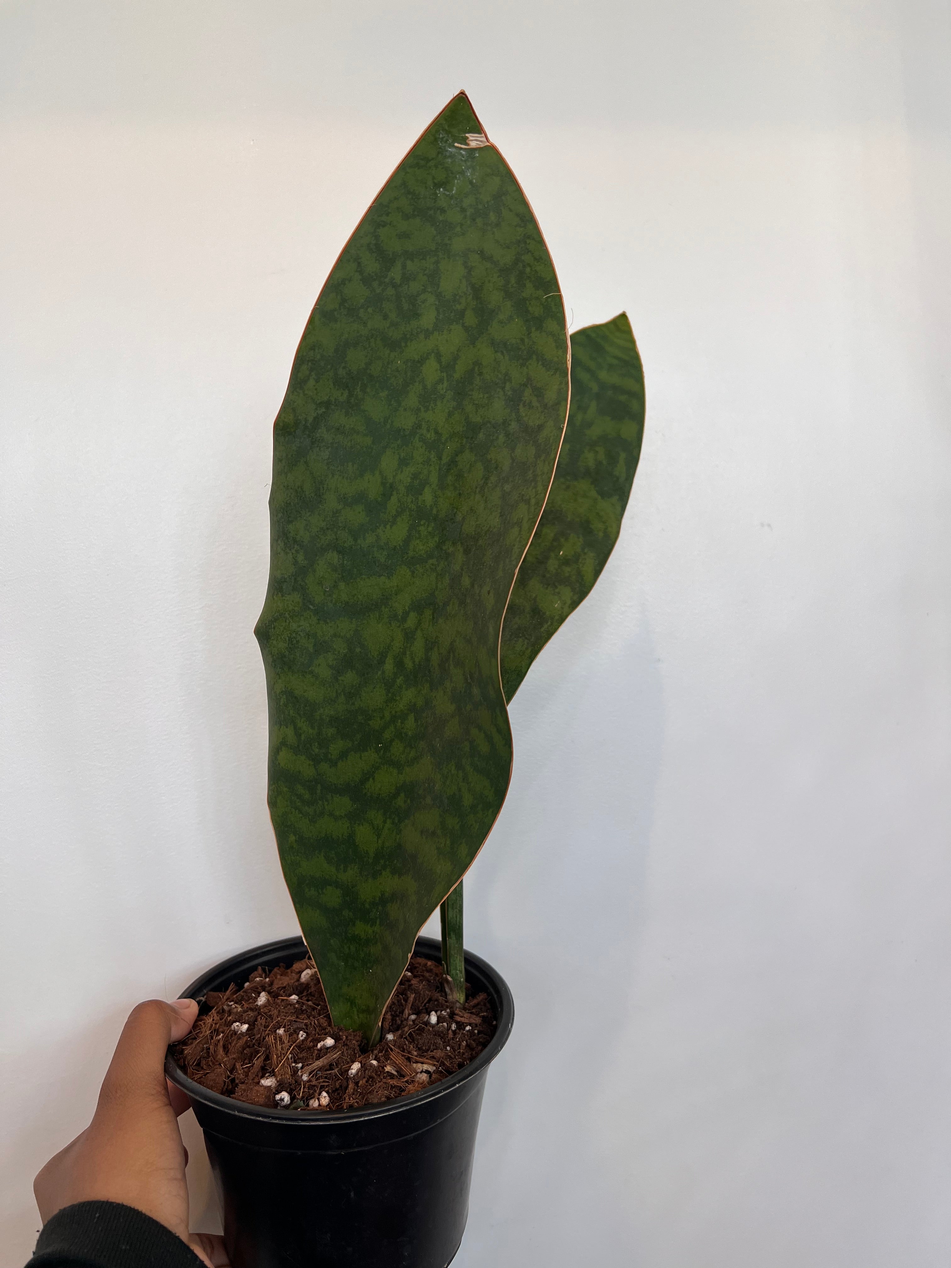 Whale Fin Snake Plant