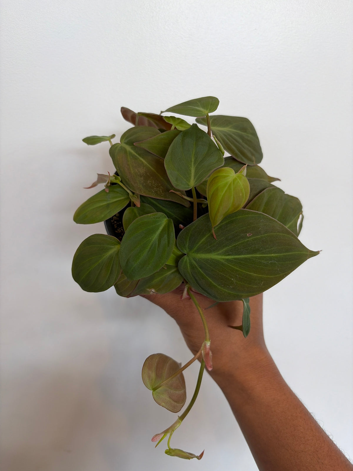 Mican Philodendron