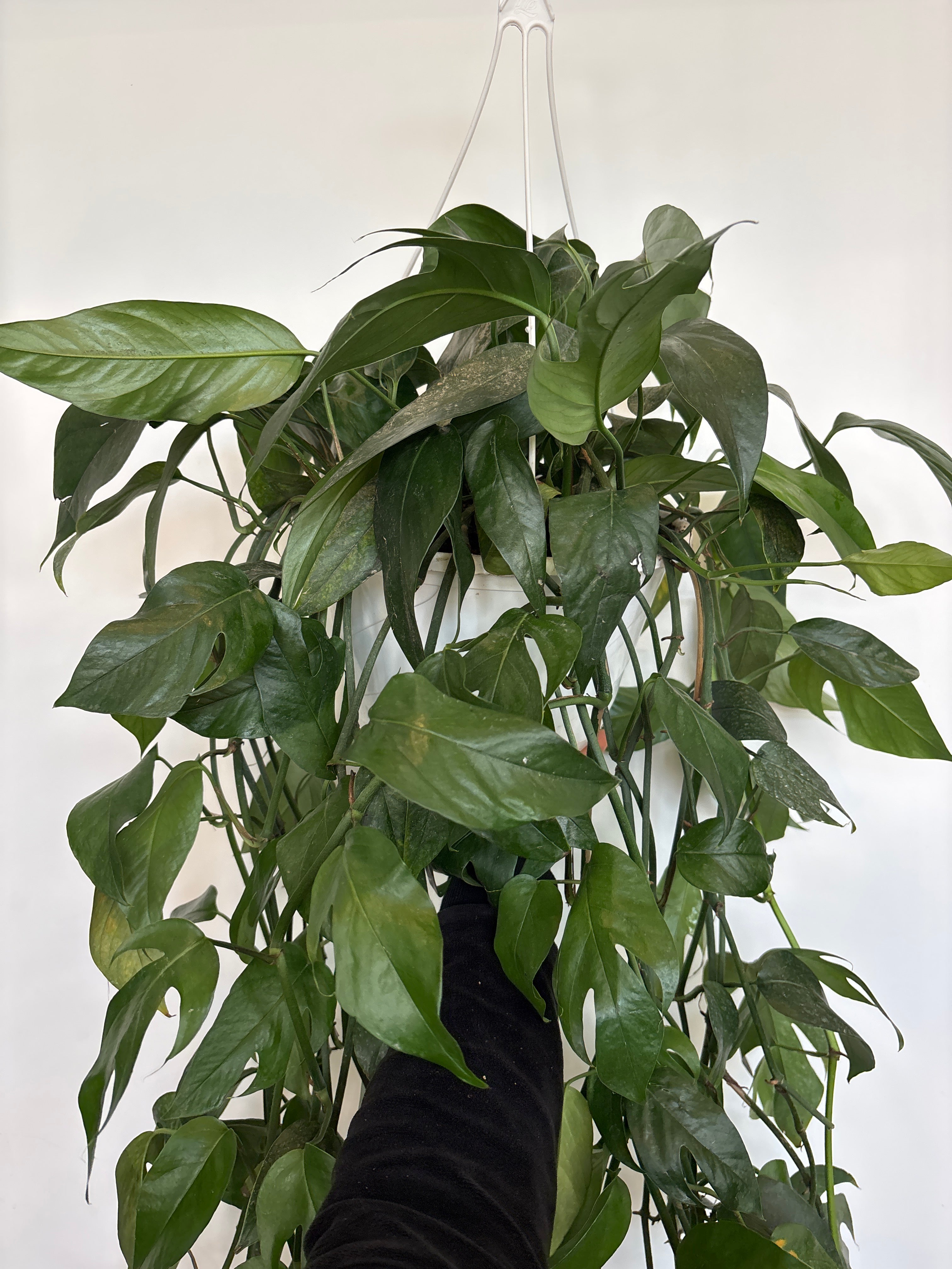 Baltic Blue Pothos