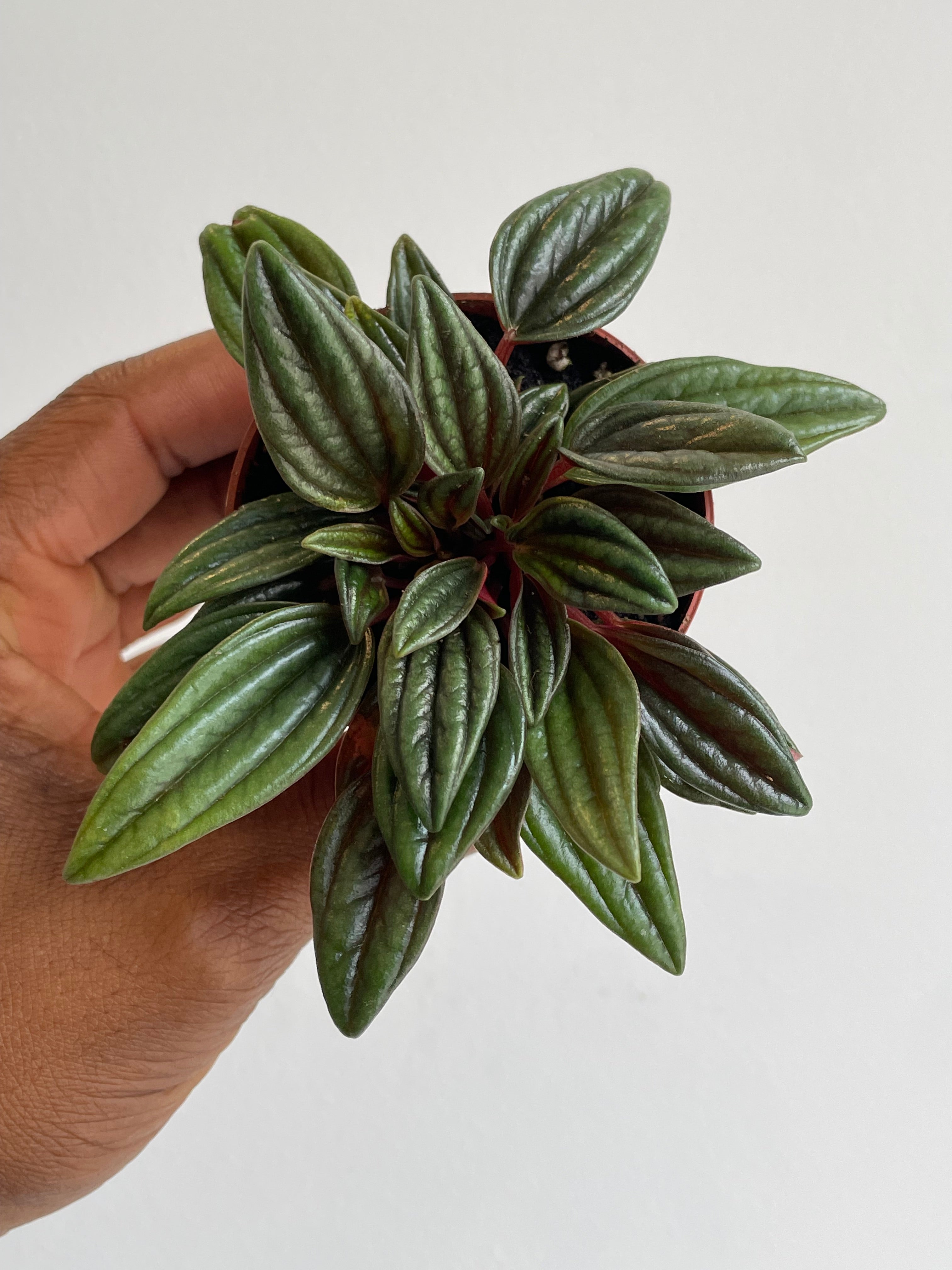 Peperomia Rosso